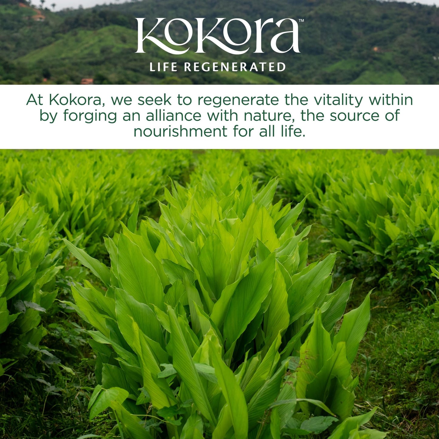 kokora Immune Power Powder 4.23 oz
