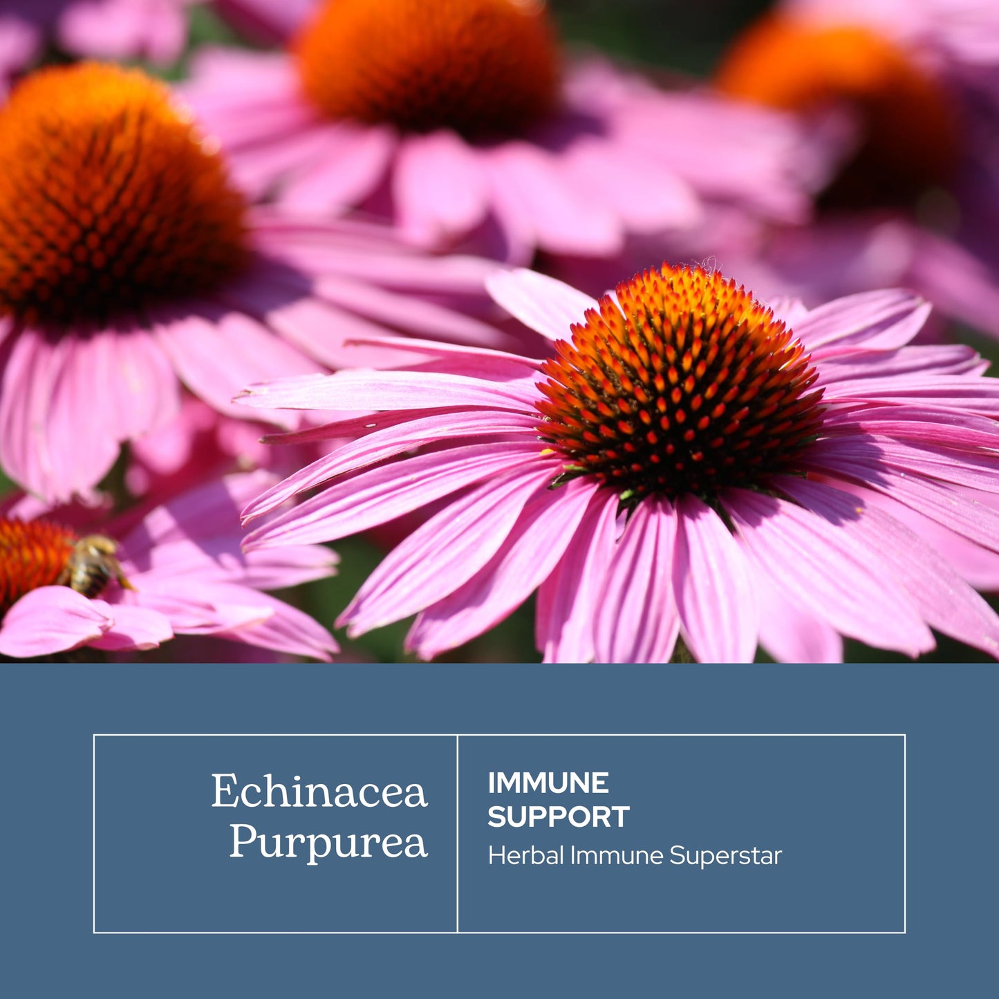 Eclectic Institute Echinacea Purpurea Root Capsules, 90 Count