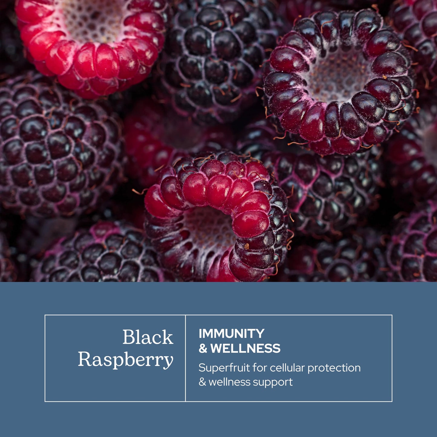 Eclectic Institute Black Raspberry Capsules (90 Count)