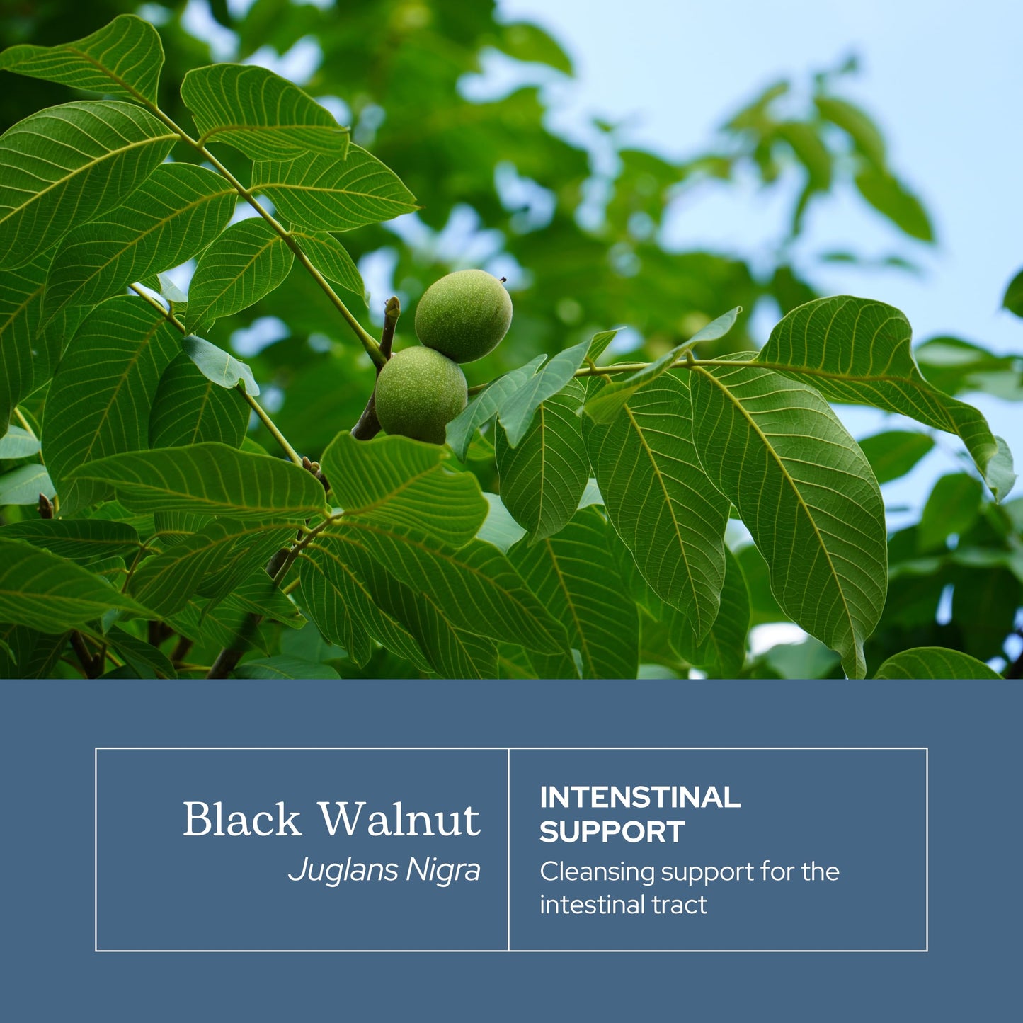Eclectic Institute Black Walnut Capsules 90 Count