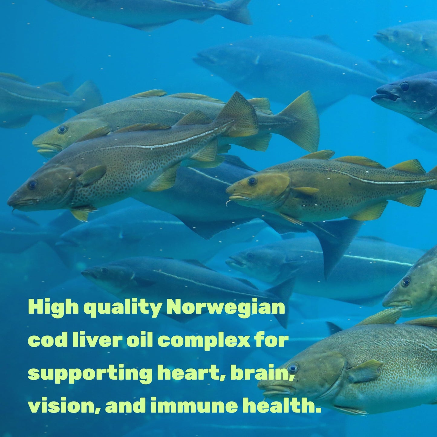 DEAL SUPPLEMENT Wild Caught Cod Liver Oil 2000mg Per Serving Softgels 240