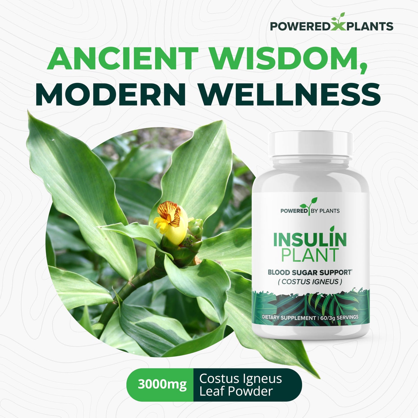 Research Biotech Group Insulin Plant Capsule 240 Capsules