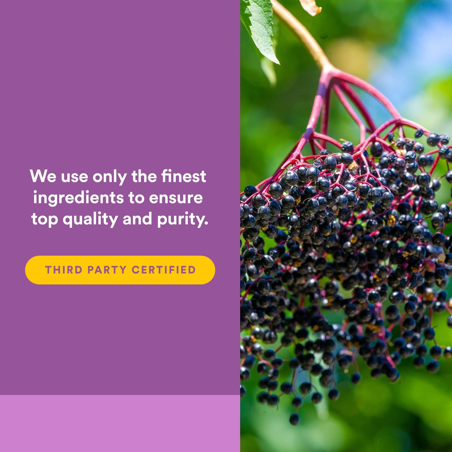 Natural Factors Sambucus Black Elderberry Standardized Extract Softgels 60
