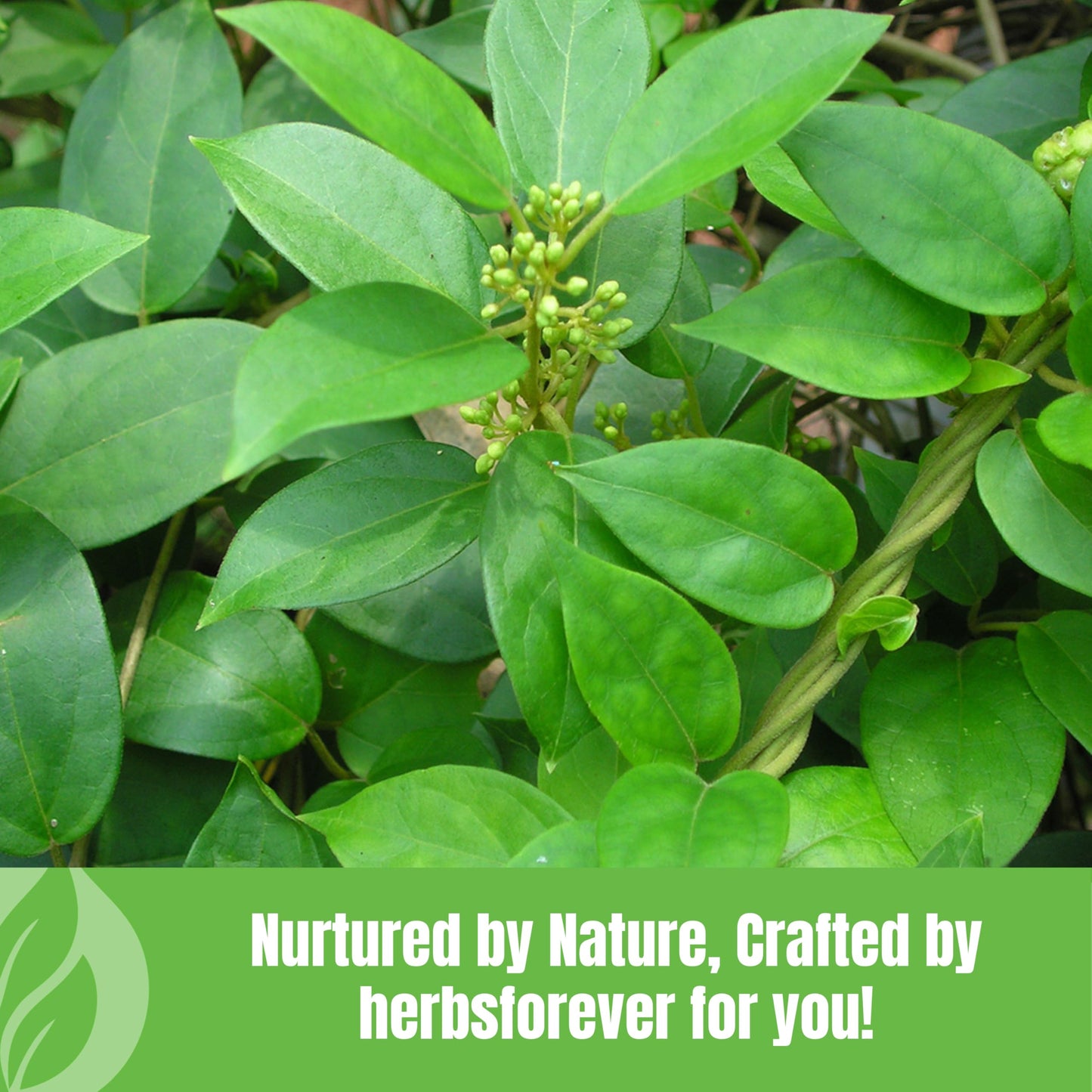 Herbsforever Gurmar Gymnema Sylvestre 90 Capsules
