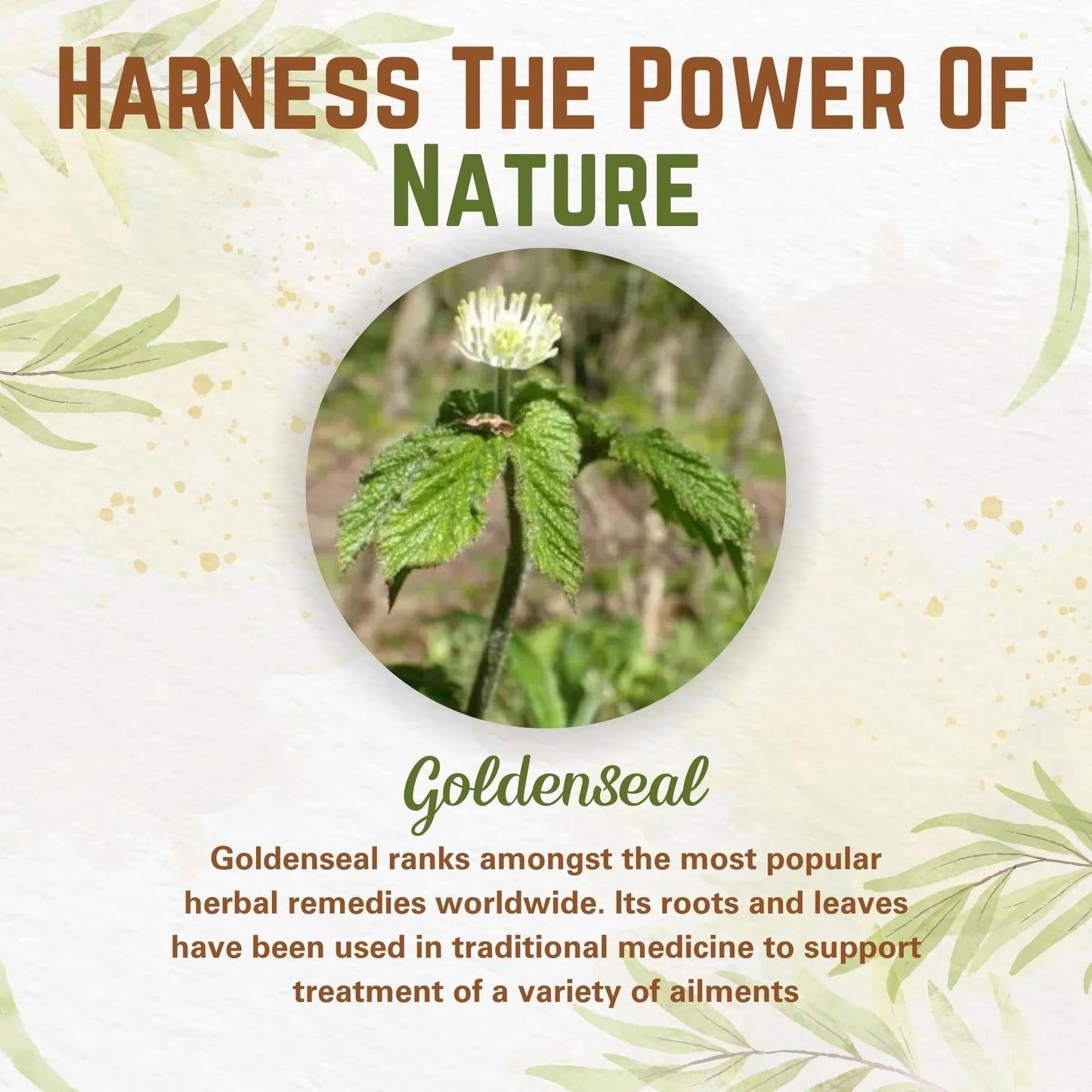 Naturfi Organic Goldenseal Powder 3.5 oz