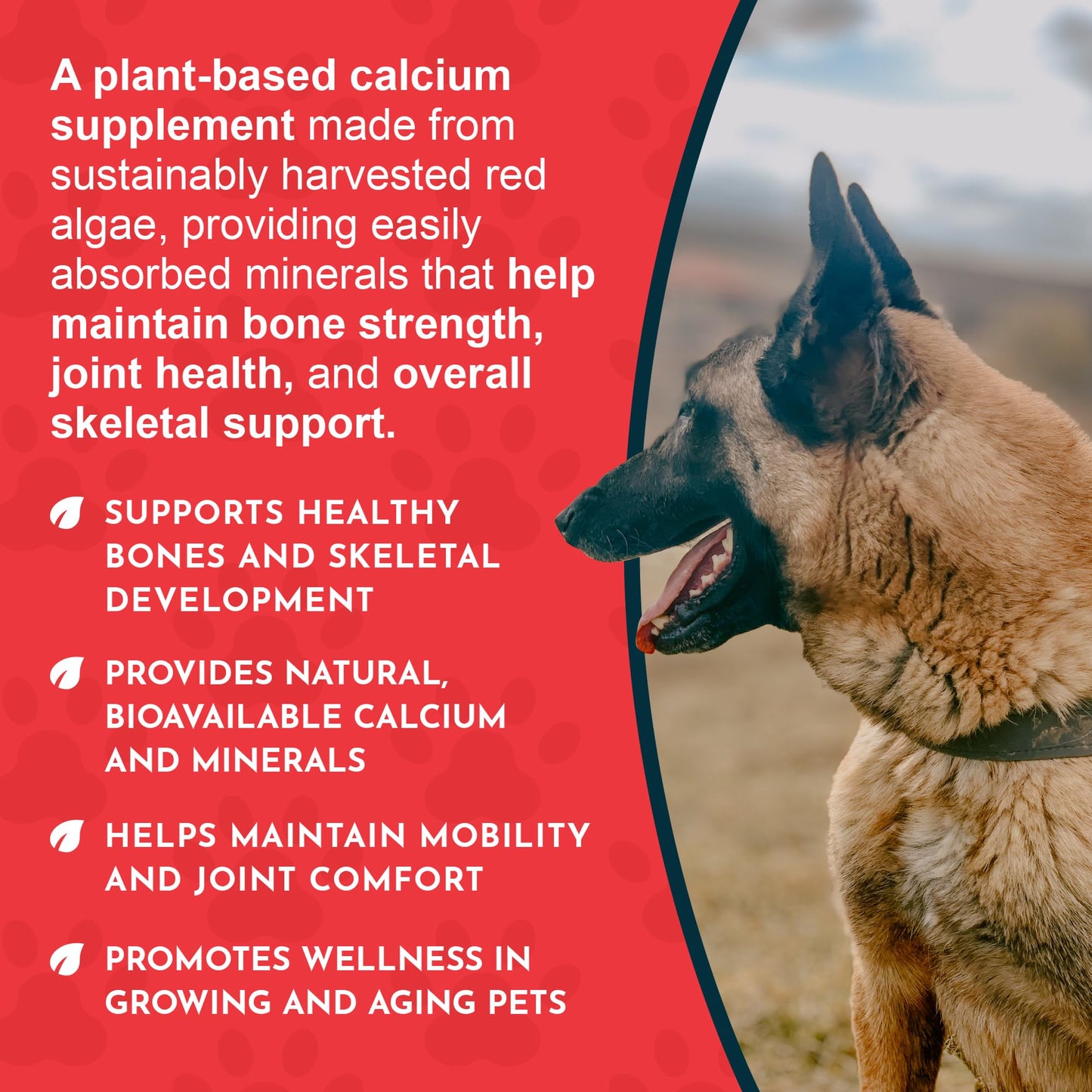 Animal Essentials Seaweed Calcium Supplement for Dogs & Cats, Powder, 24-Count