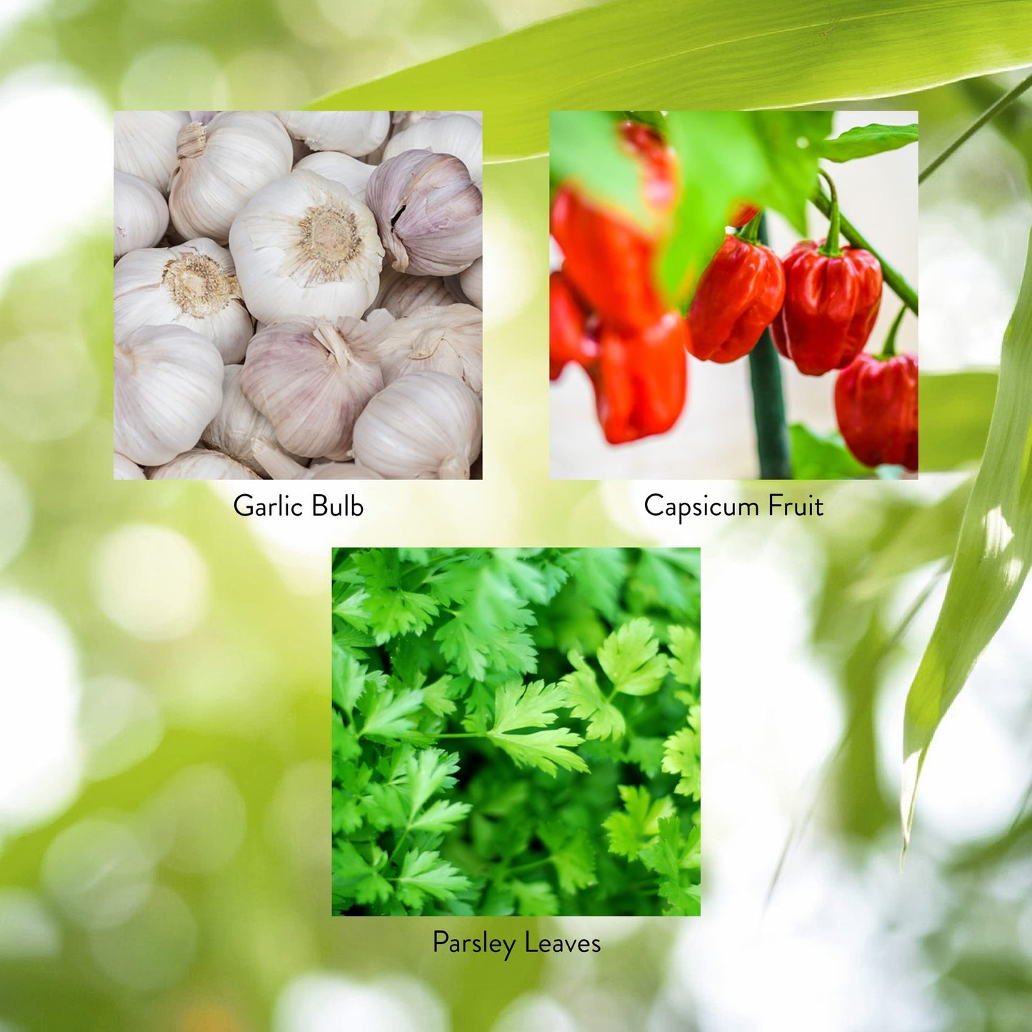 Nature's Sunshine Capsicum & Garlic with Parsley Capsules, 100 Count