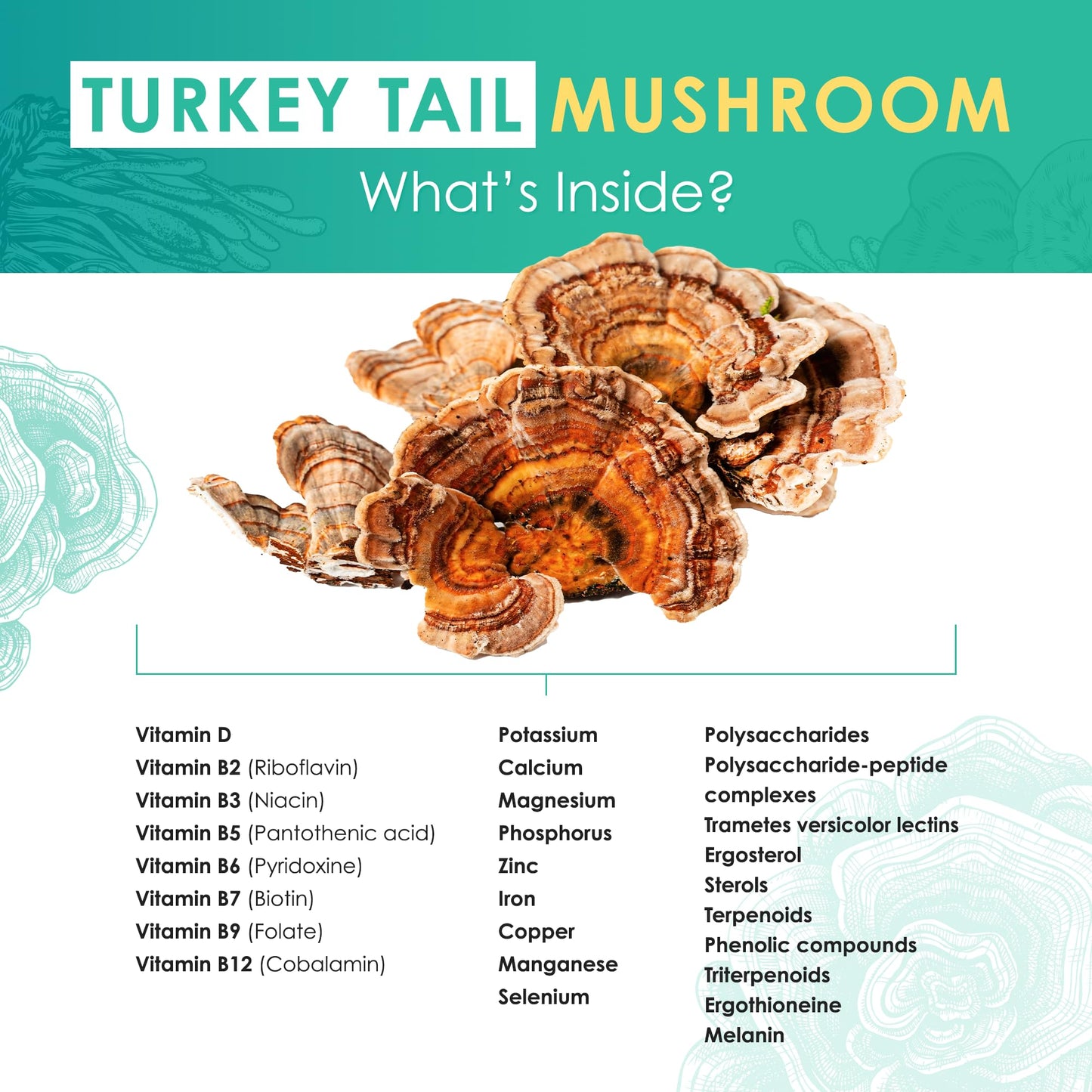 Purest Mushrooms Turkey Tail Mushroom Extract Tablets, 30 Count
