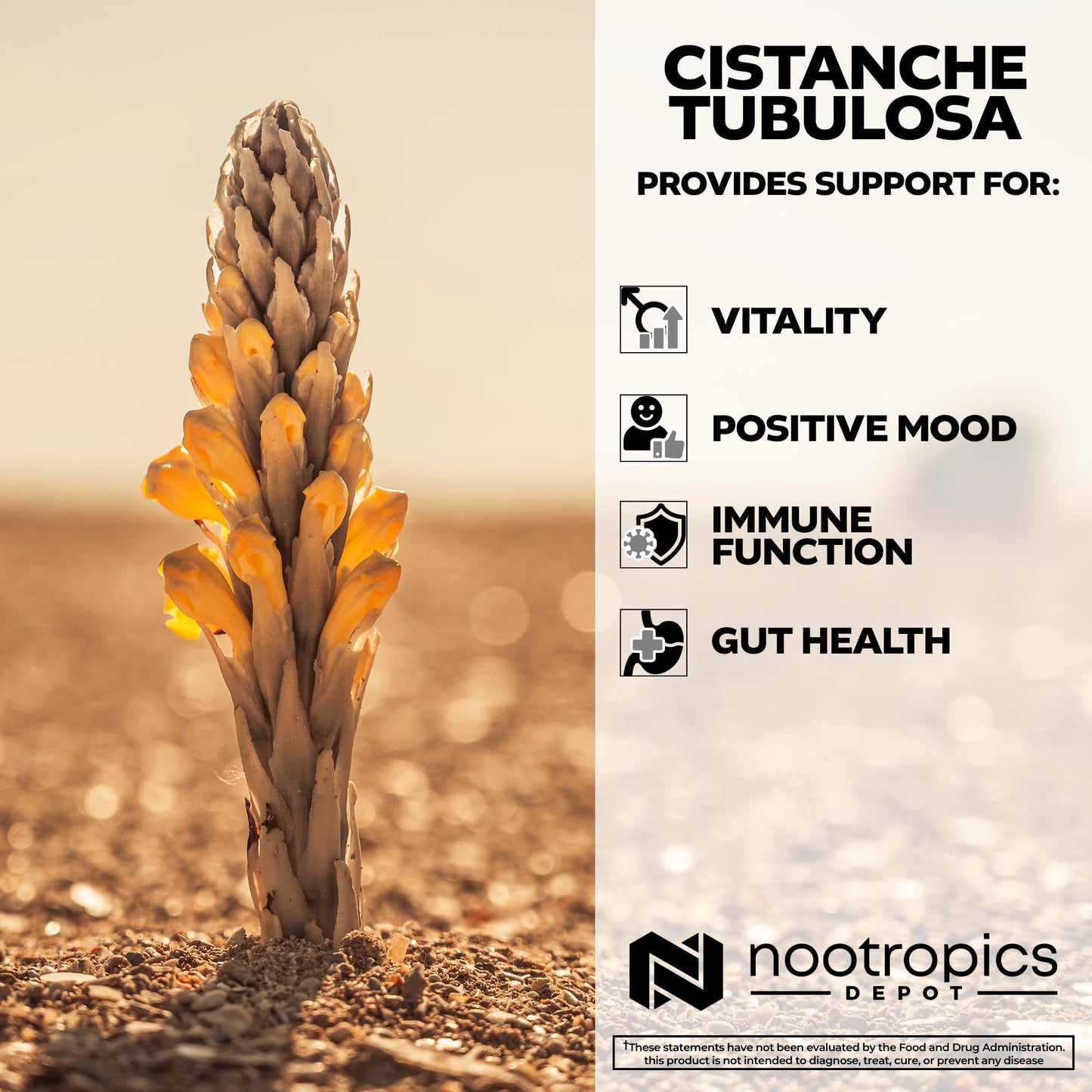 Nootropics Depot Cistanche tubulosa Tablets 180 Count