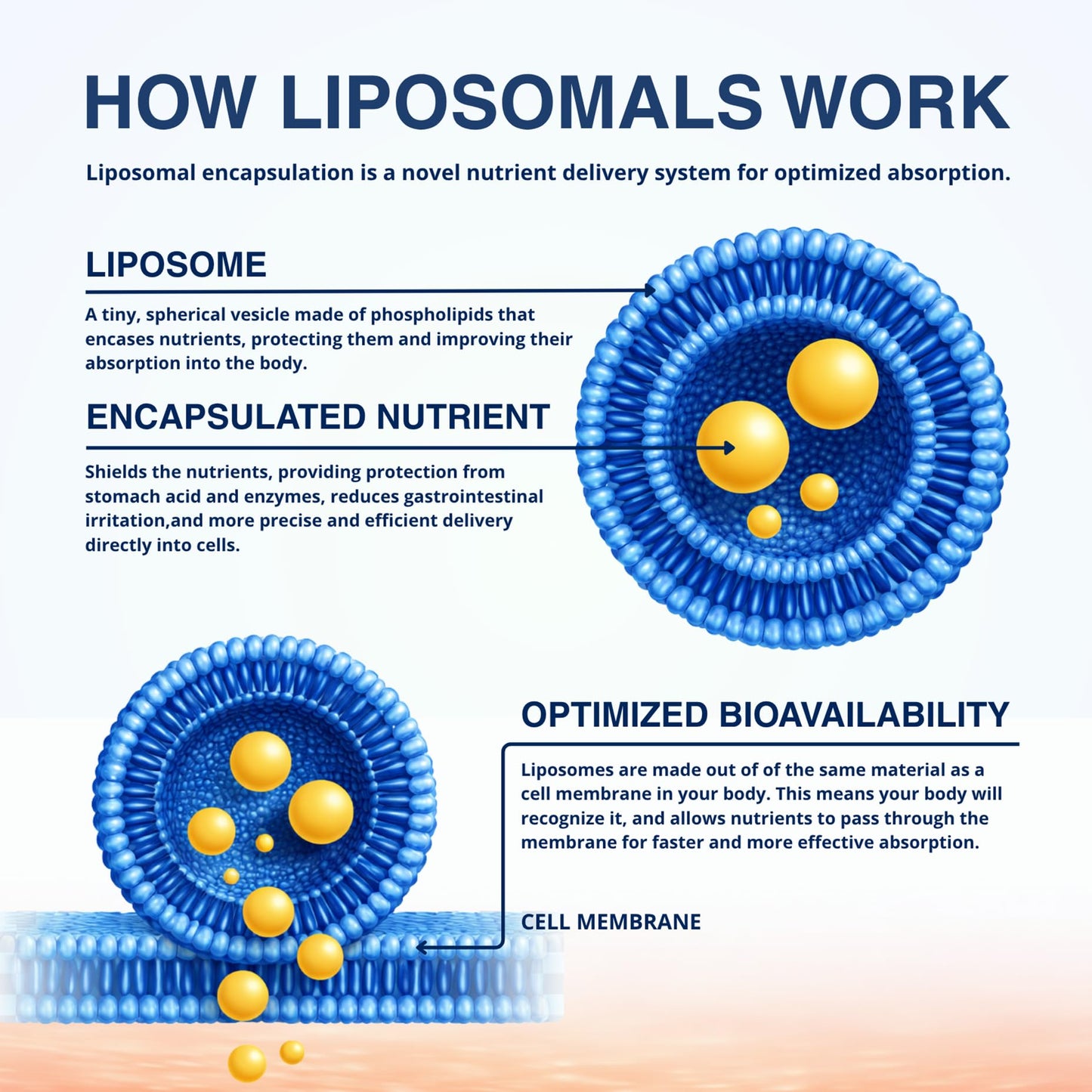 Generic Liposomal Curcumin/Turmeric Capsules 60 Capsules