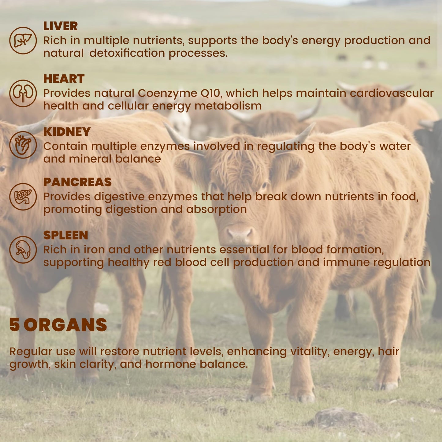 Higanbana Grass Fed Beef Organ Supplement Capsule 1 Count