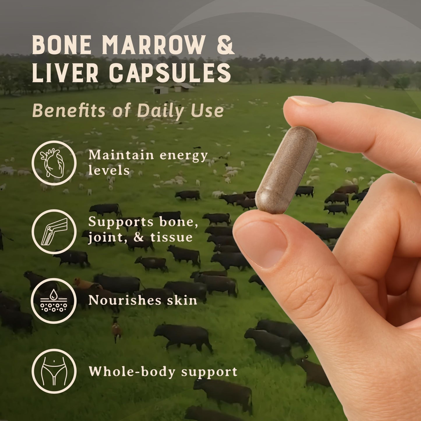 Heart & Soil Bone Marrow & Beef Liver from Regenerative Cattle – 100% Grass Fed & Finished – Multi-Vitamin & Mineral, 180 Capsules