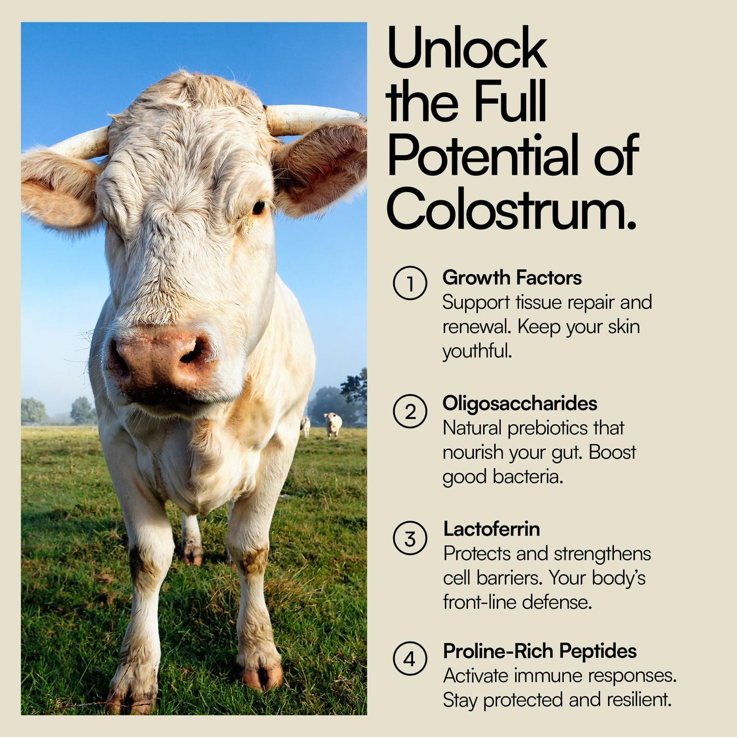 Heylo Health Premium Colostrum Powder, 60 Servings