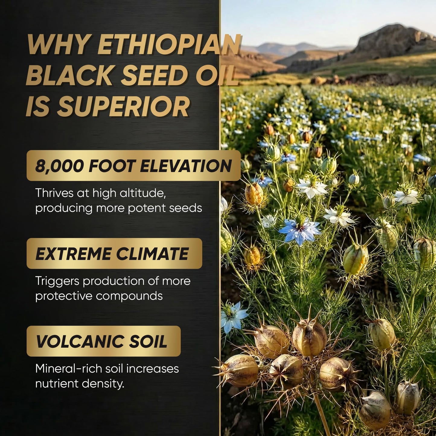 BODUNMSCA Ethiopian Black Seed Oil 1000mg Softgels, 90-Count