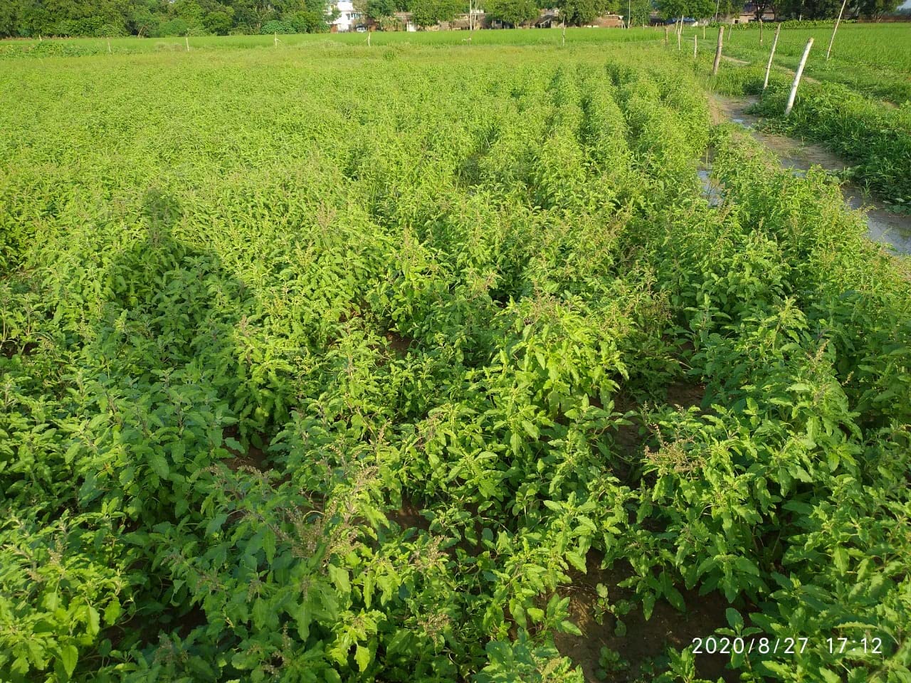 CARMEL ORGANICS Tulsi Leaves Powder 8 Ounce
