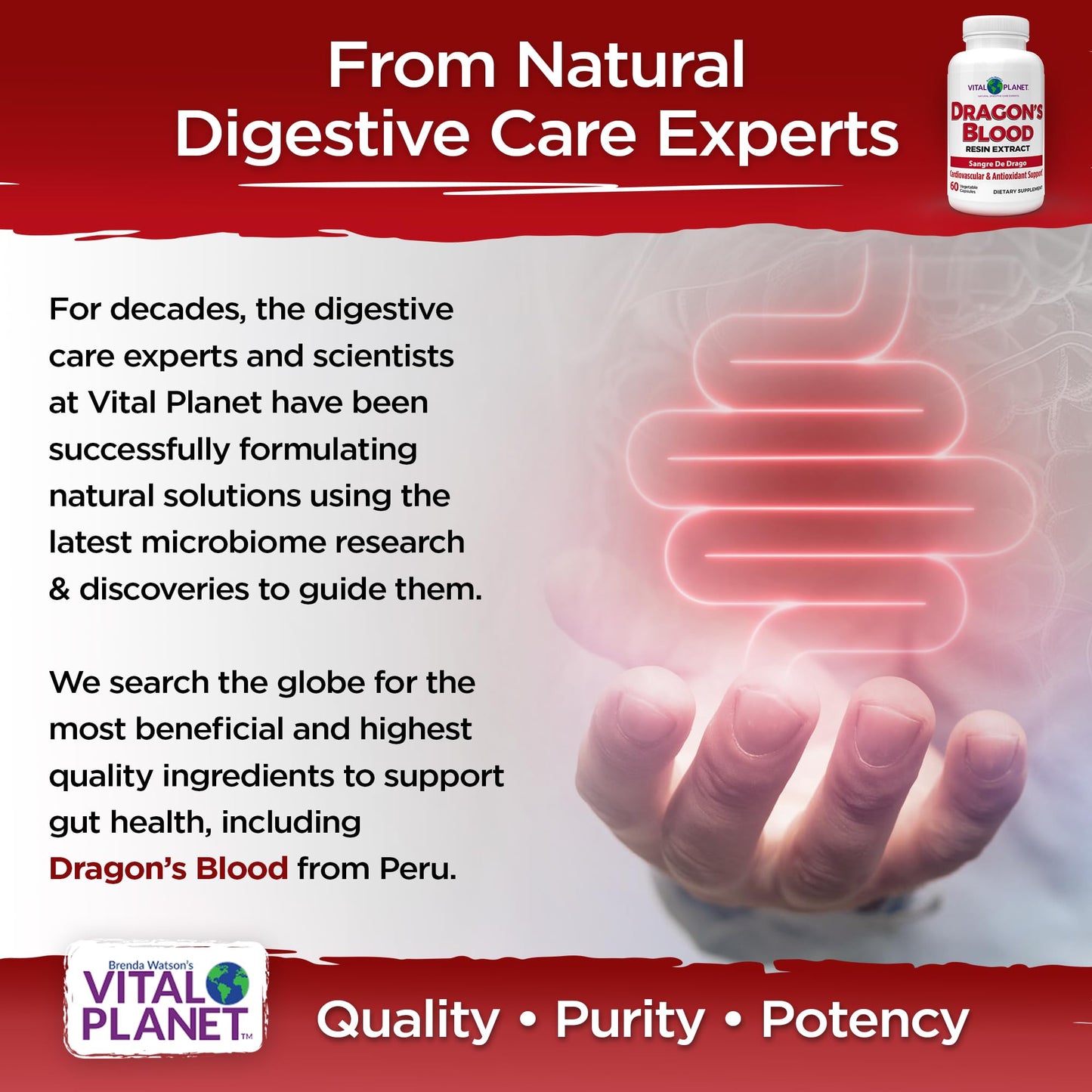 Vital Planet Dragon's Blood Resin Extract Croton Lechleri Digestive Supplement Capsules, 120 Capsules