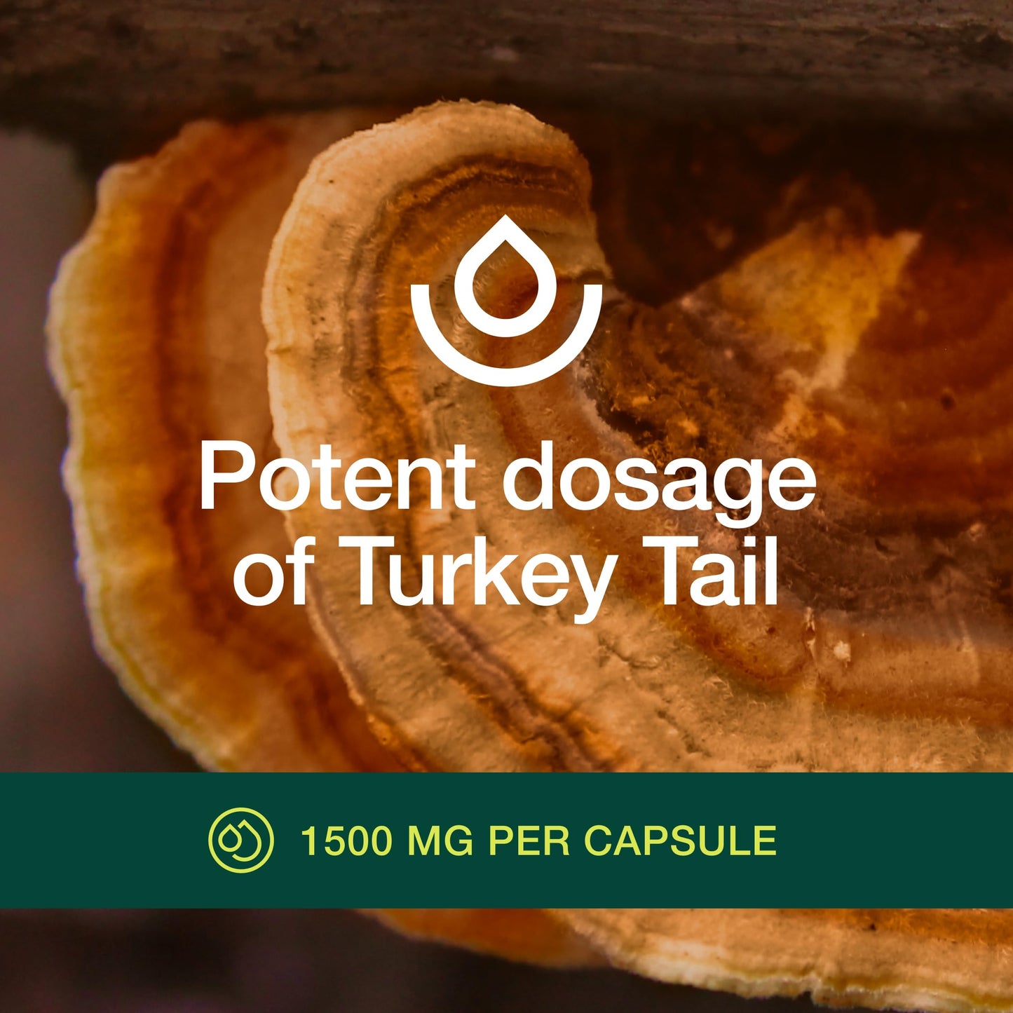 Fresh Nutrition Organic Turkey Tail Mushroom Extract Supplement 90 Capsules