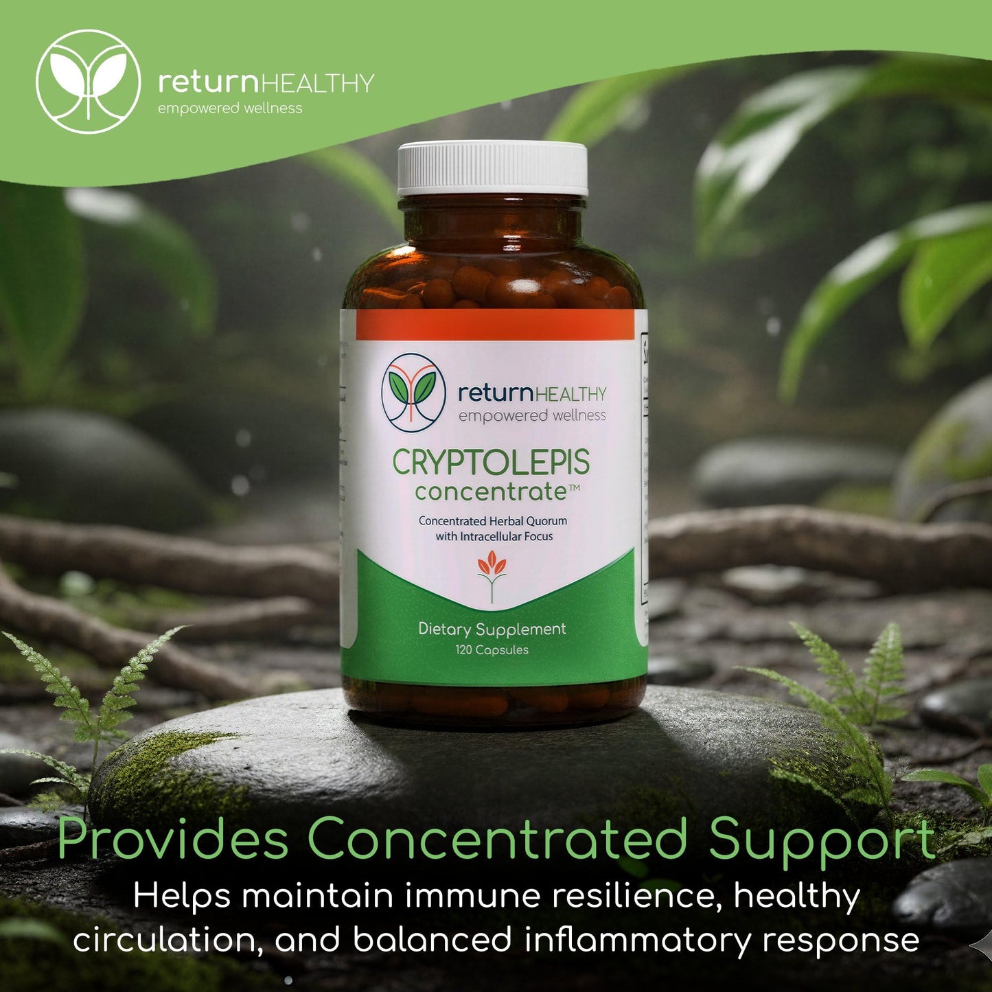 Return Healthy Cryptolepis Concentrate 120 Capsules