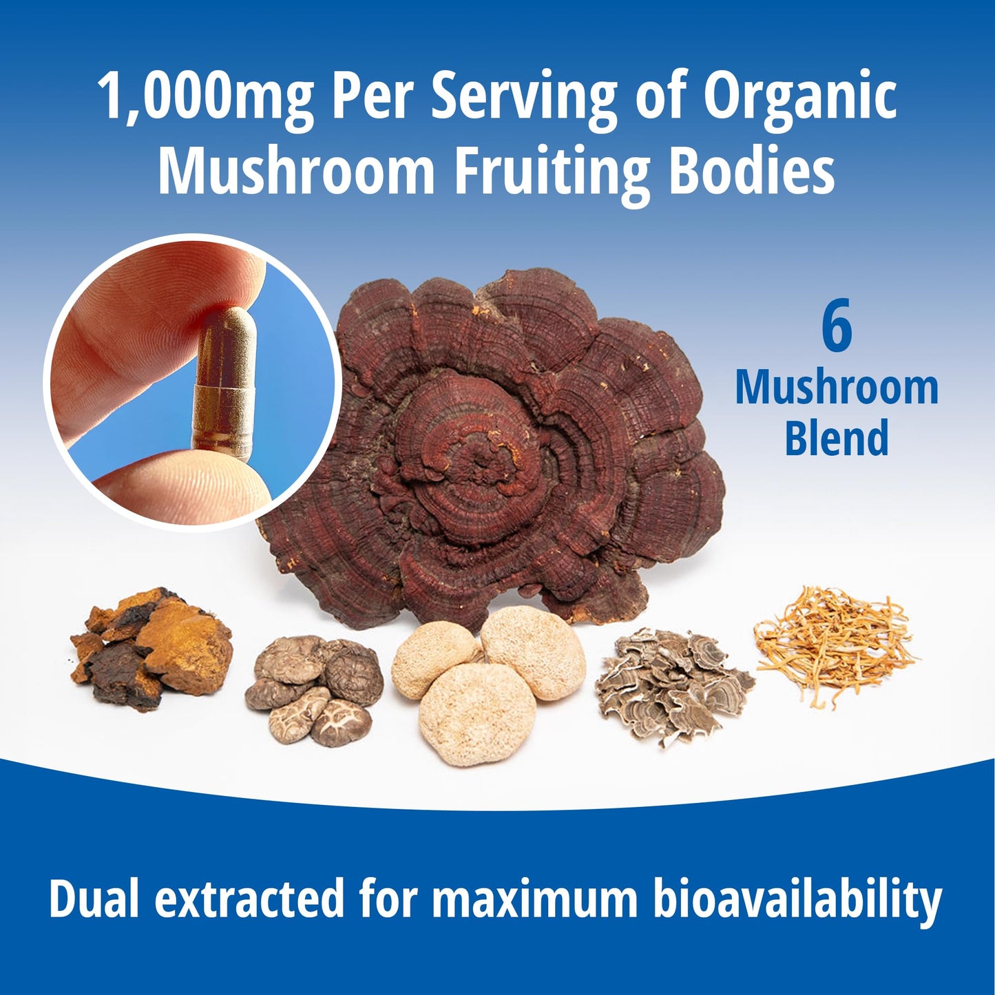 ENCAPSULATE 6 Mushroom Blend 1000mg – Reishi, Chaga, Turkey Tail, Cordyceps, Lion’s Mane & Shiitake 1:1 Mushroom Extract – Adaptogen Mushroom Supplement for Gut, Brain & Immune Support, 60 Capsules