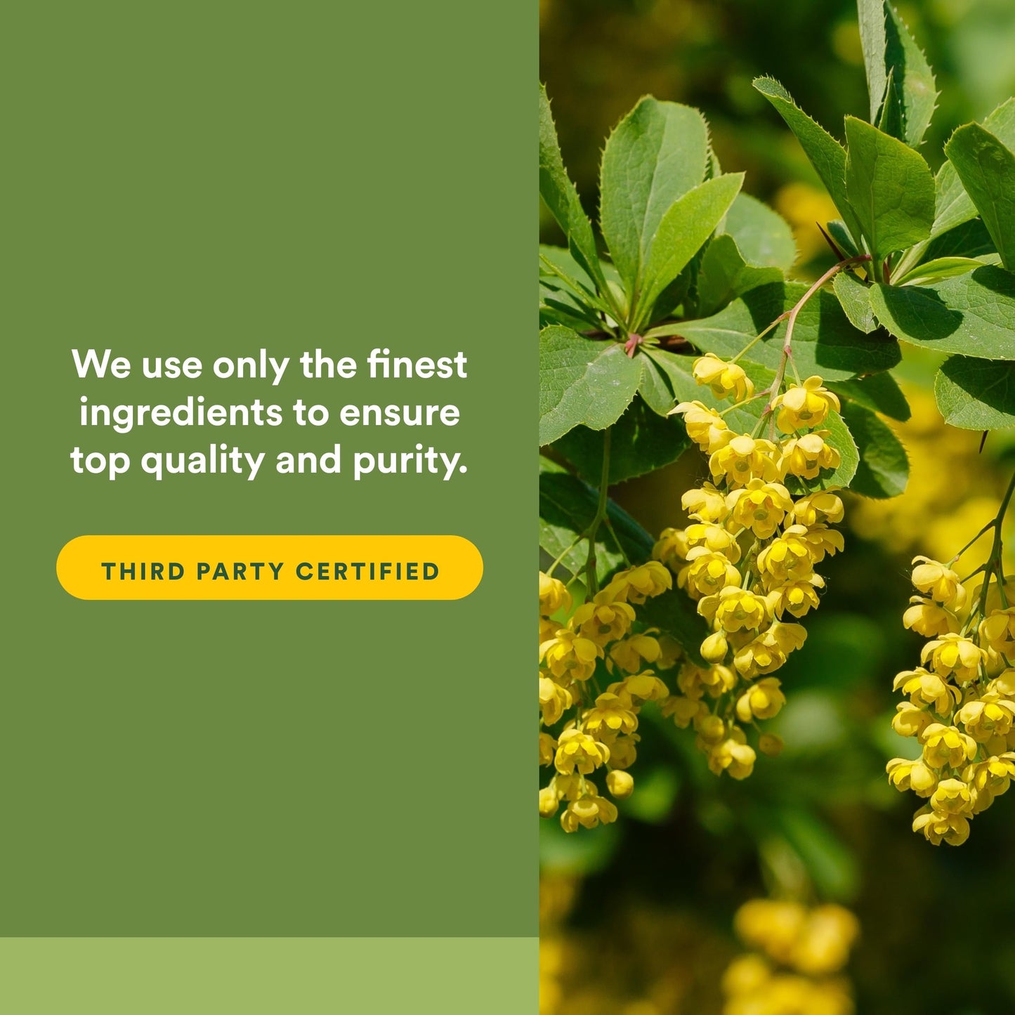 Natural Factors Berberine LipoMicel Matrix Softgels 90