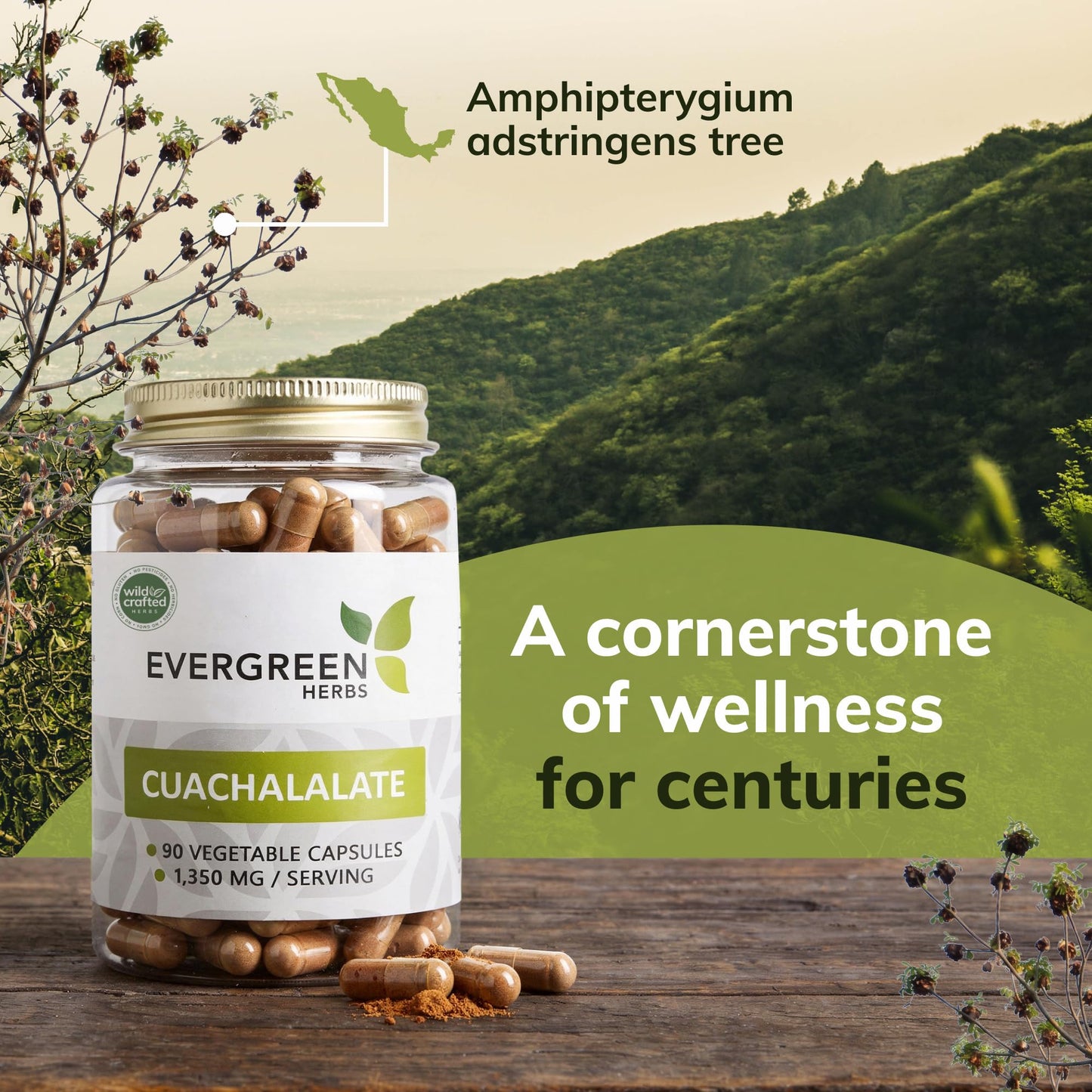 Evergreen Herbs Cuachalalate Capsules 90 Capsules