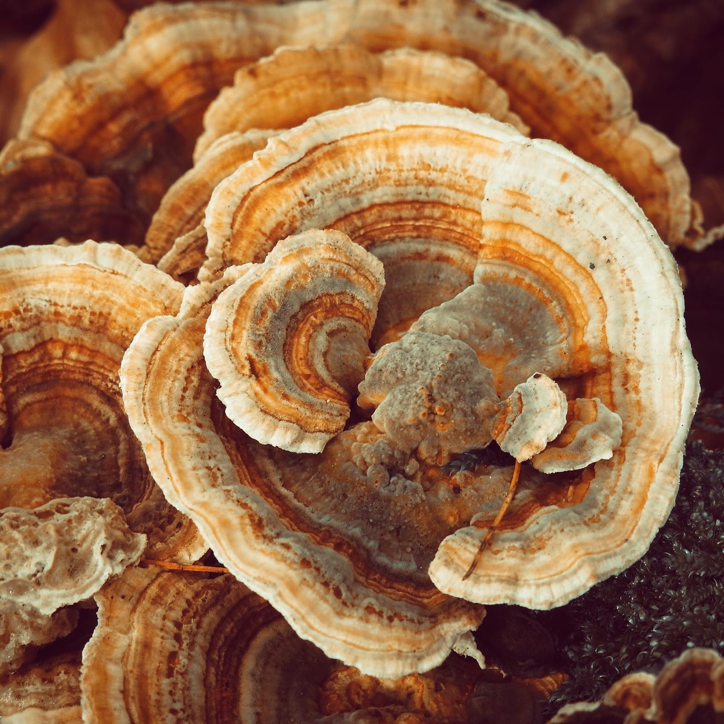 Pure Original Ingredients Turkey Tail Mushroom Powder 16 oz