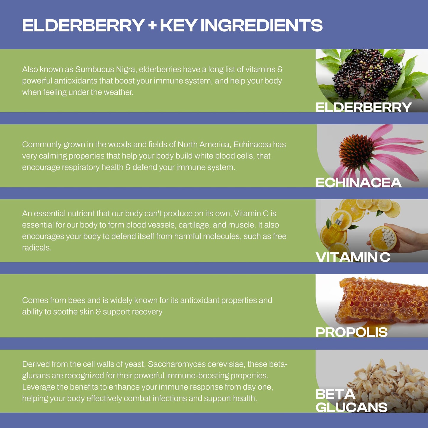 Only Nutri Labs Elderberry Dietary Supplement Propolis, Echinacea, Vitamin C & Beta Glucans Daily Wellness Capsules, 60 Capsules