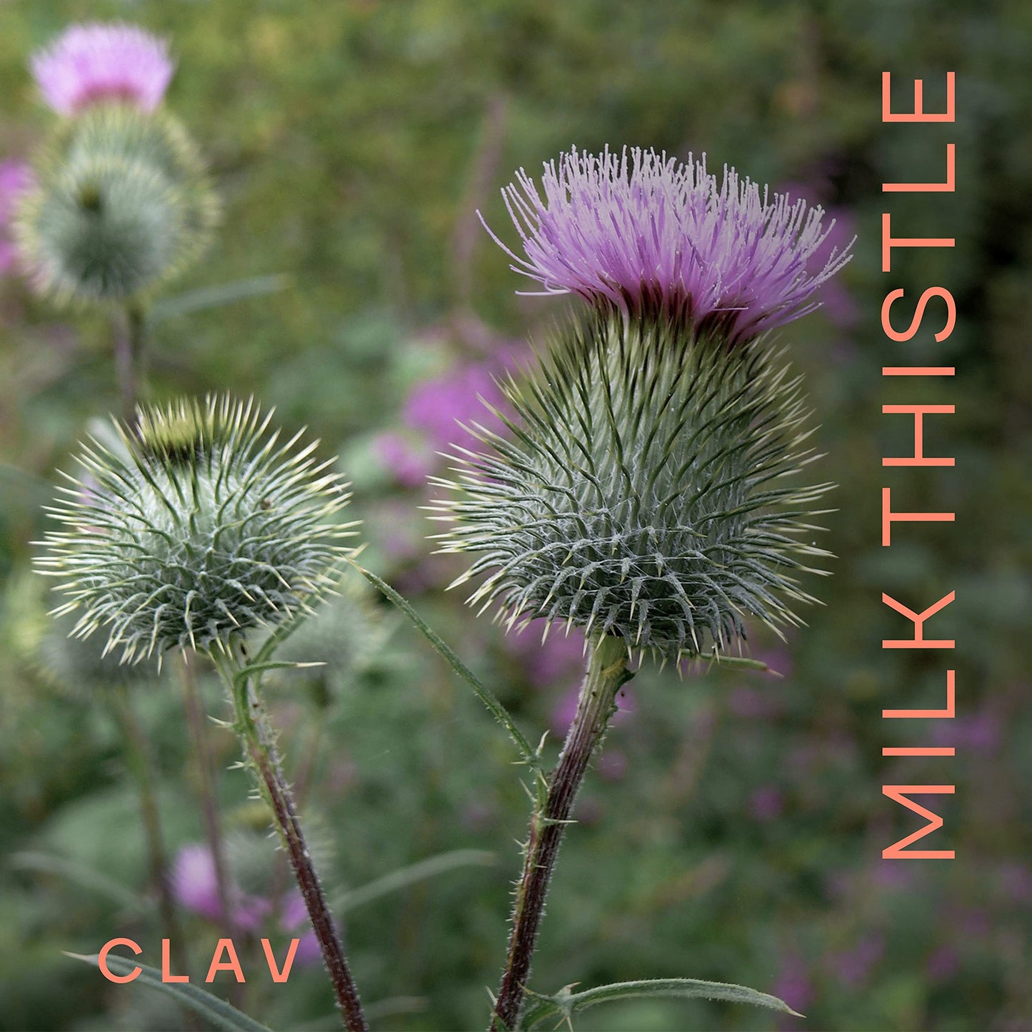 CLAV Organic Milk Thistle & Artichoke Complex Capsules, 120