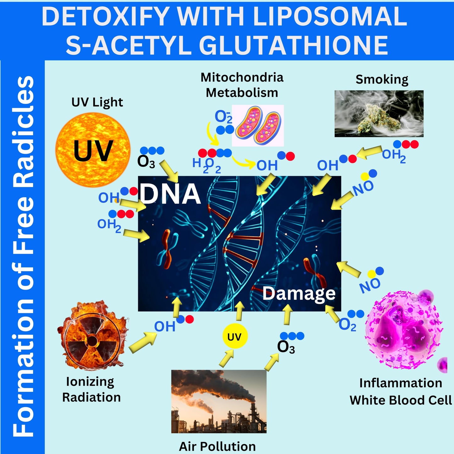 Nikoni Liposomal S-Acetyl L-Glutathione Resveratrol, Hyaluronic Acid & Collagen 500 mg Softgels, 480 Softgels