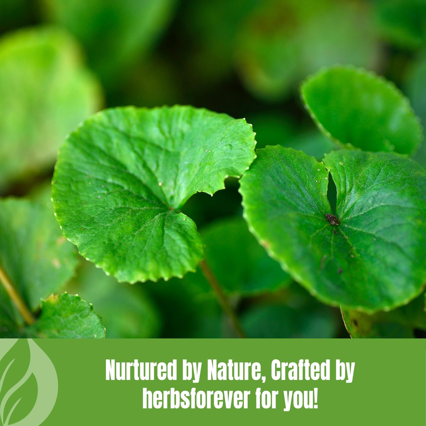 Herbsforever Gotu Kola Powder (Centella Asiatica) 8 Ounce