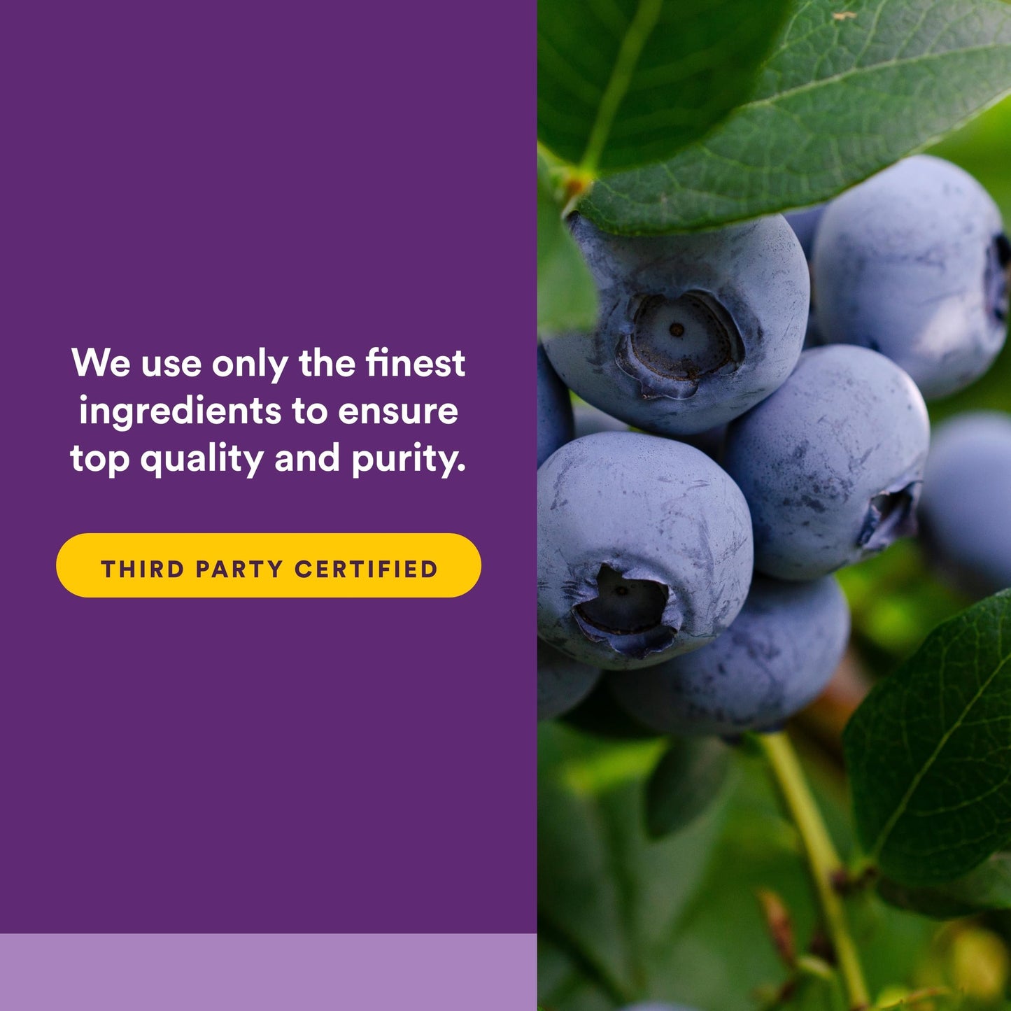 Natural Factors BlueRich Super Strength Blueberry Concentrate Softgels 90