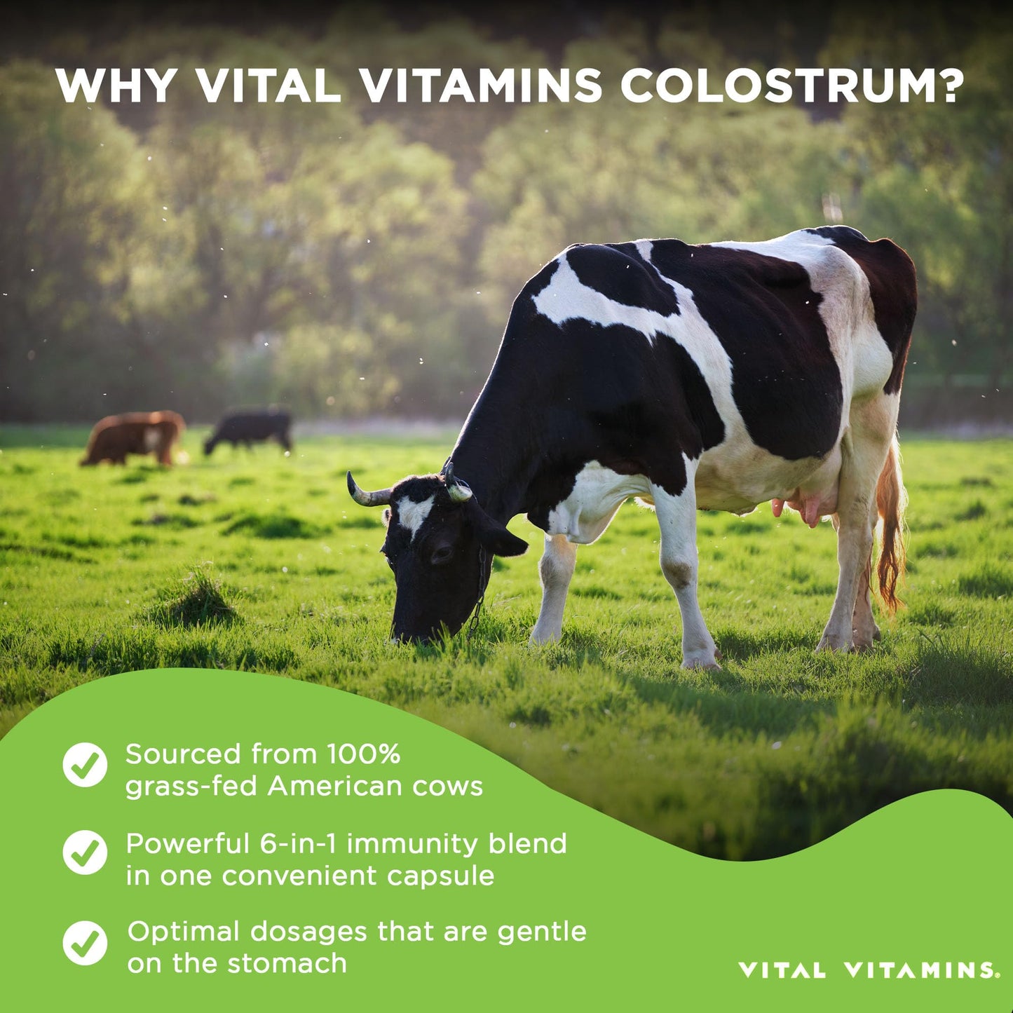 Vital Vitamins Colostrum Supplement from First Milking with Vitamin C, Zinc & Selenium - 10% IgG Immunoglobulins - Grass-Fed American Cows - 60 Capsules