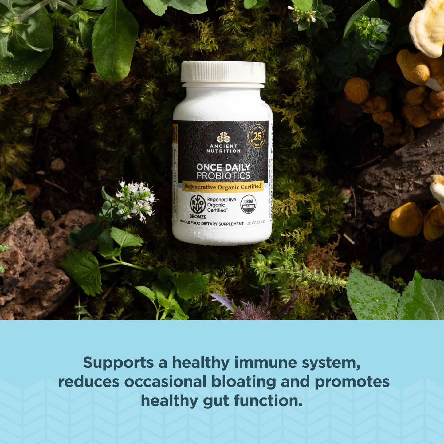 Ancient Nutrition Regenerative Organic Certified Probiotics, Daily Probiotics Once Daily, Healthy Digestion and Immune System Function Support, 25 Billion CFUs Per Serving Capsule, 30 Count