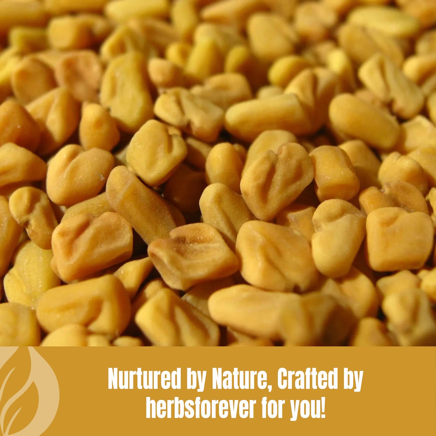 Herbsforever Fenugreek Powder 8.113 oz