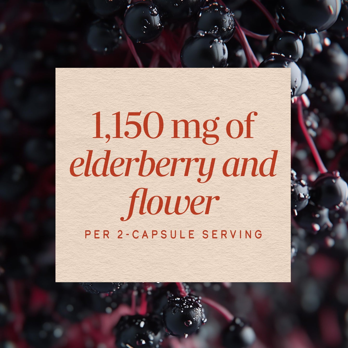 Nature's Way Black Elderberry Capsules, 100 Count
