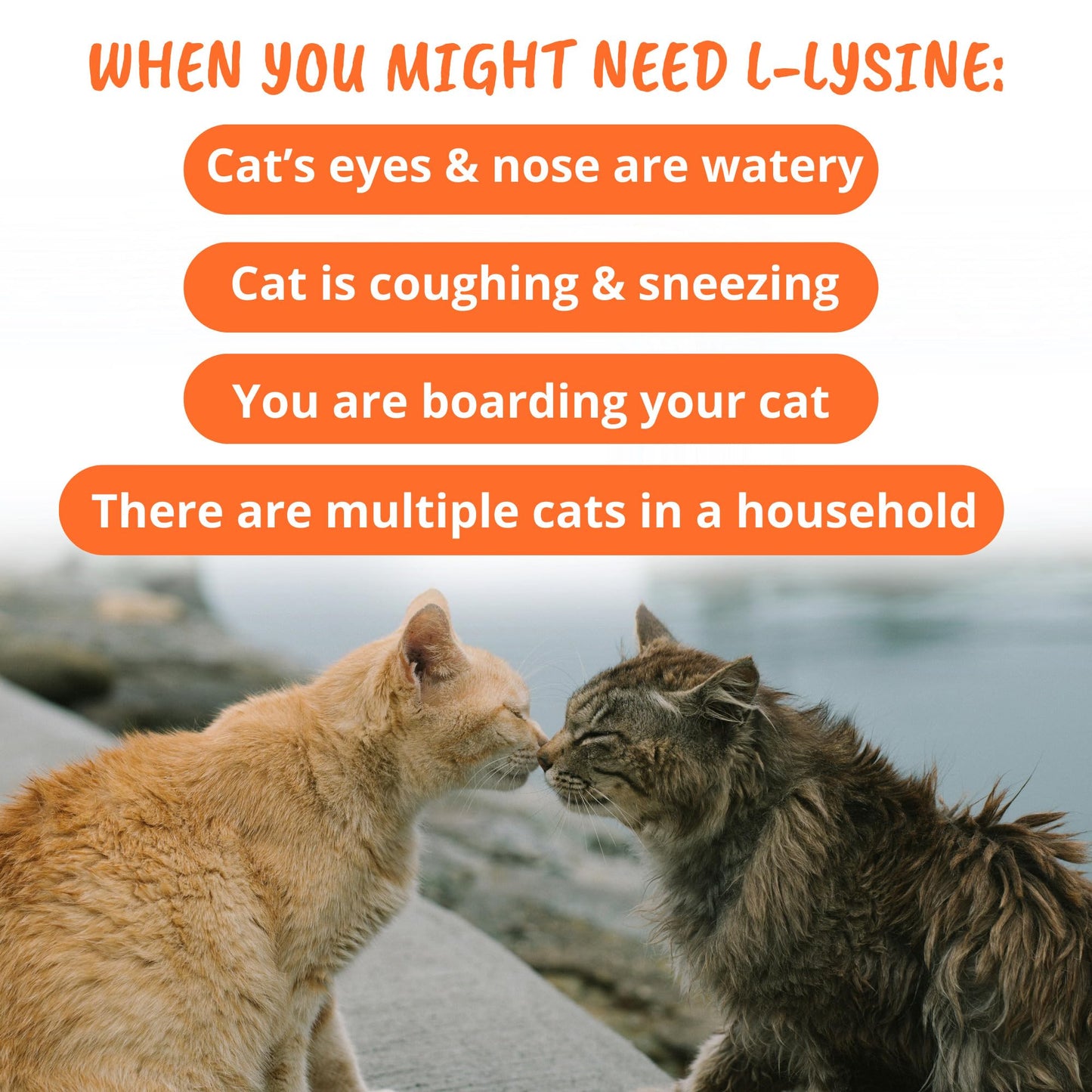 Under the Weather Cat L-Lysine Soft Chews, 60 Count