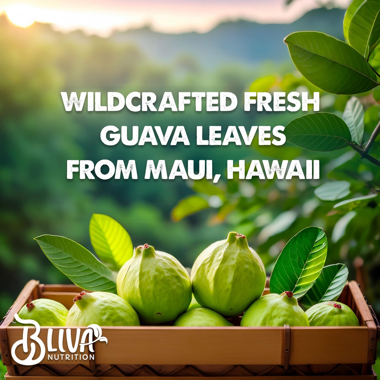BLIVA NUTRITION Guava Leaf Extract Capsules 90 Capsules