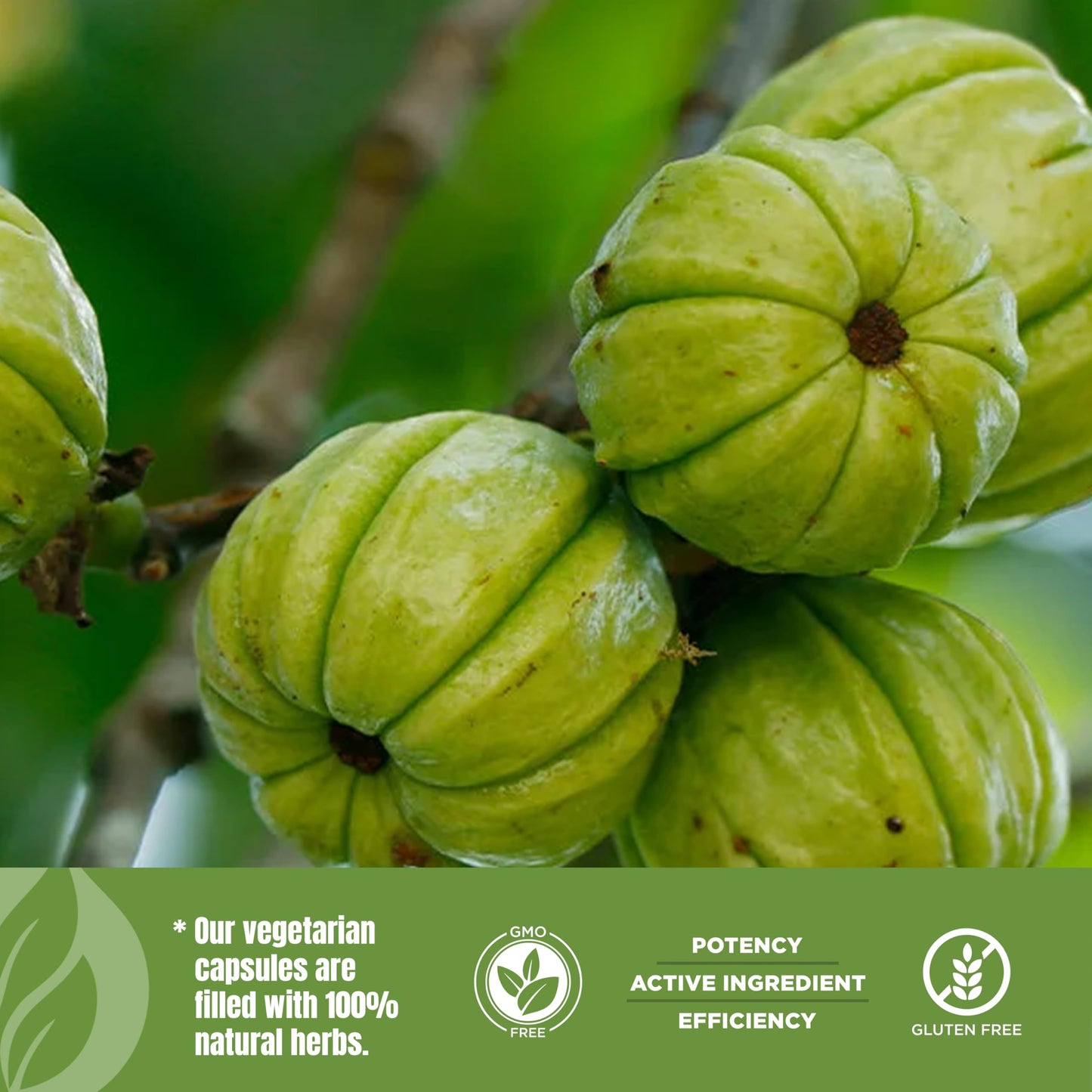 Herbsforever Garcinia Cambogia Extract Supplement Capsule 1 Count