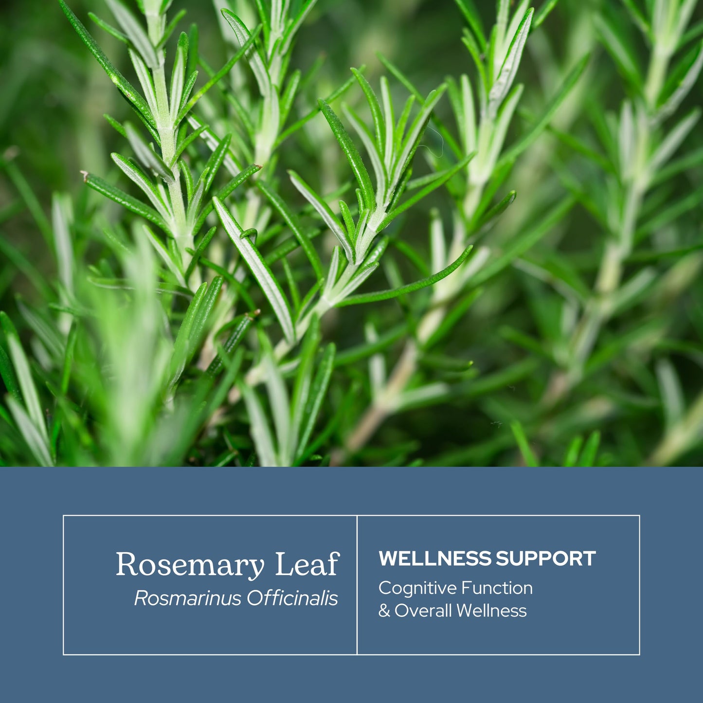 Eclectic Institute Rosemary Capsules, 90 Count