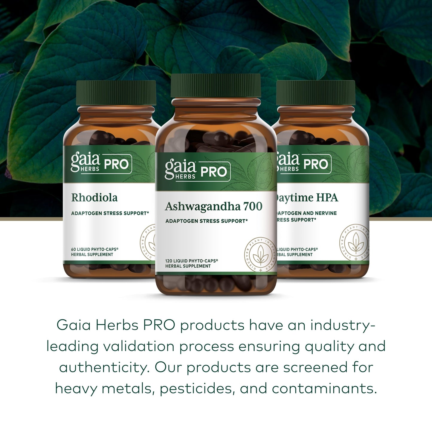 Gaia Herbs PRO Ashwagandha 700 Capsule, 120 Count