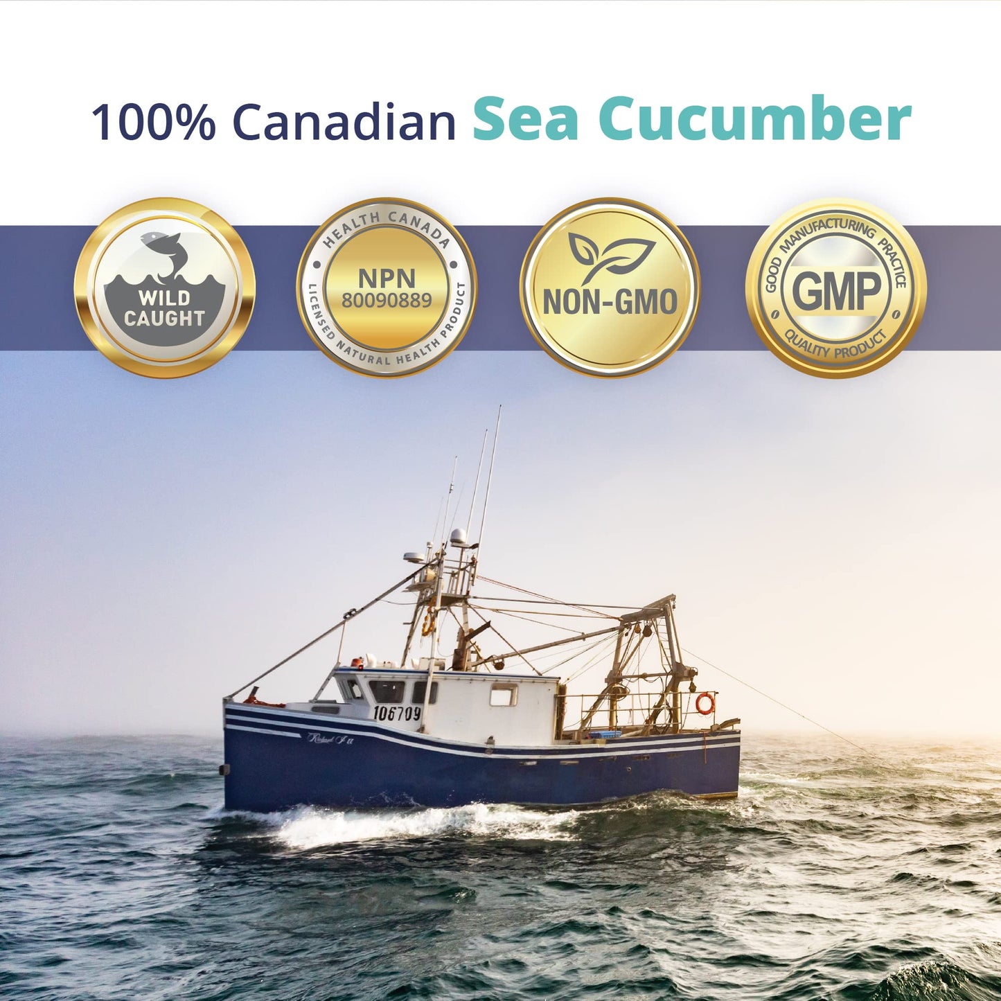 Bêche Sea Cucumber Powder Capsule, 30 Capsules