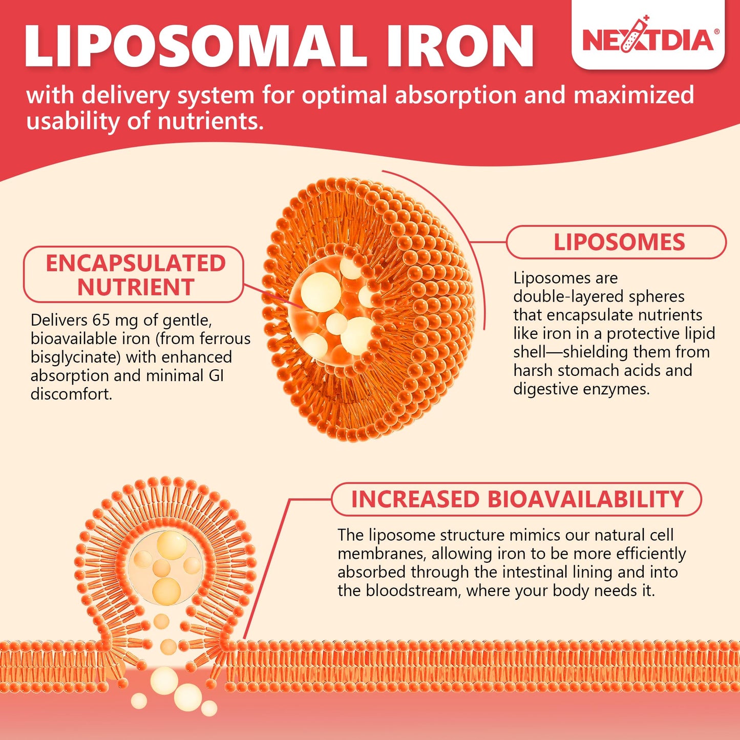 Nextdia Liposomal Iron Bisglycinate 65mg with Vitamin C Softgels, 240 Count