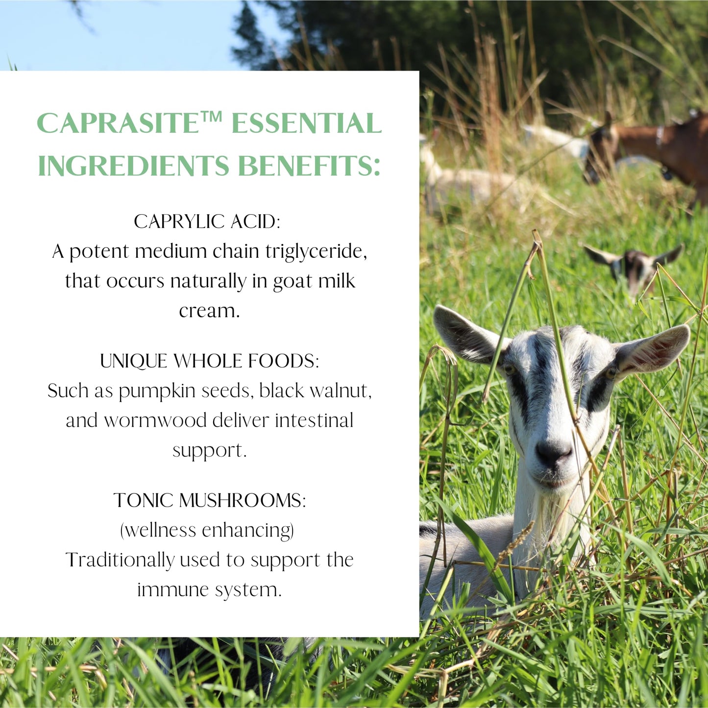 Mt. Capra CapraSite Herbal Intestinal Support Capsule, 90 Capsules