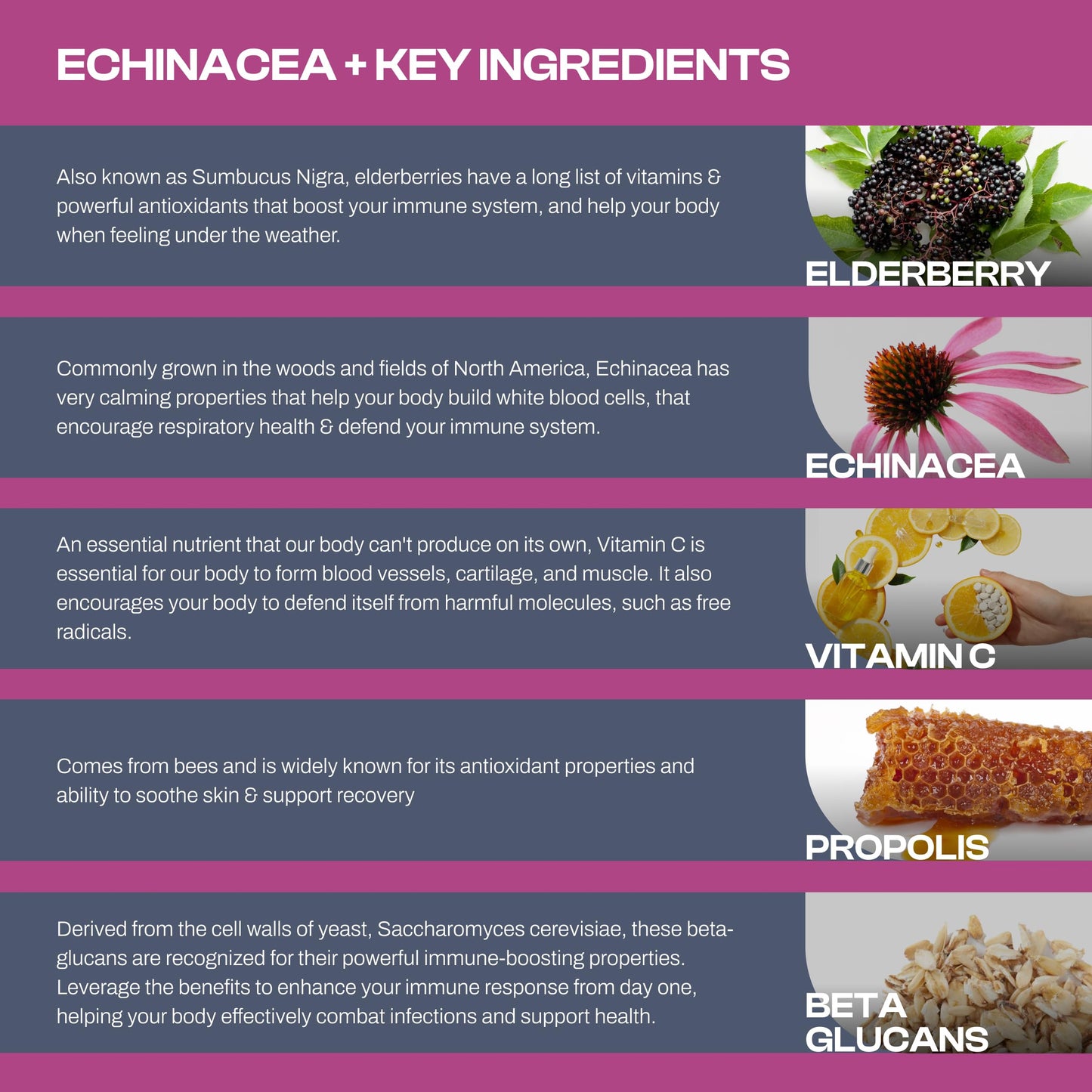 Only Nutri Labs Echinacea Dietary Supplement with Elderberry, Propolis, Vitamin C & Beta Glucans – Daily Wellness Capsules, 60 Count