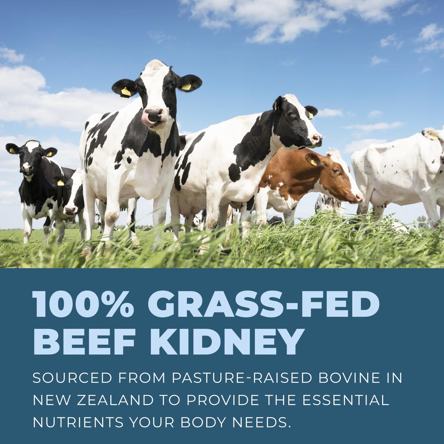 Left Coast Performance Grass Fed Beef Kidney Supplement 180 Capsules