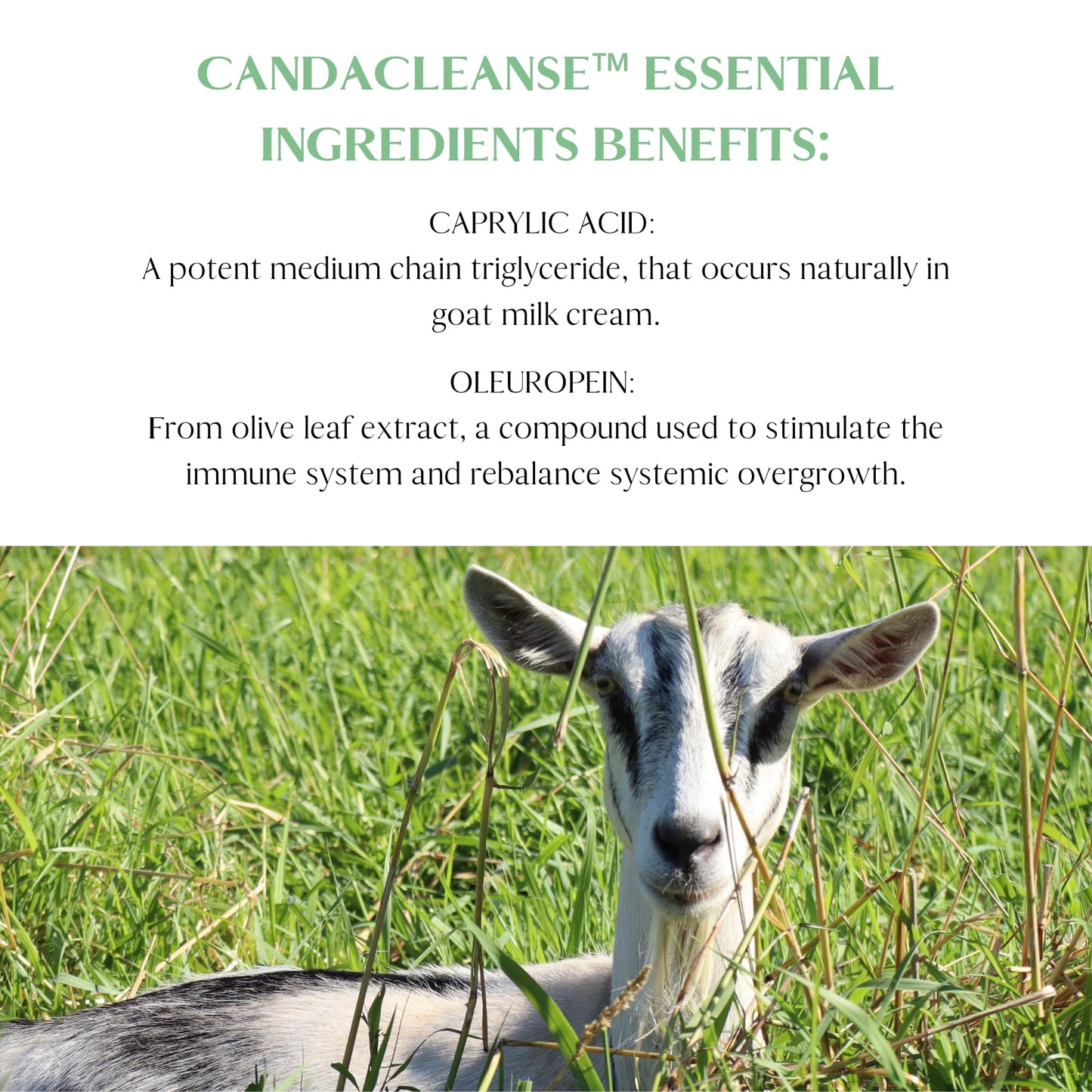 Mt. Capra CandaCleanse Capsule, 60 Capsules