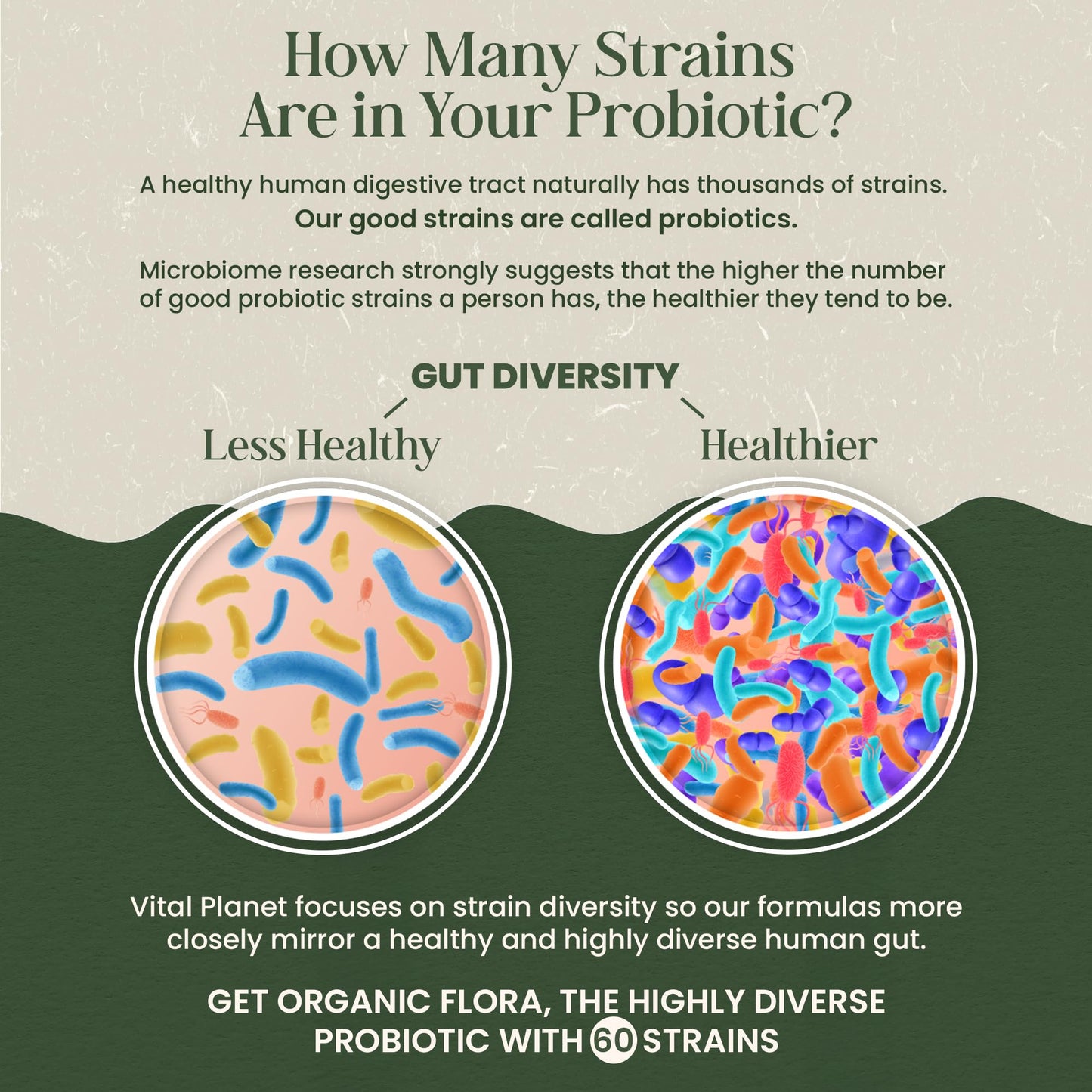 Vital Planet Organic Flora Probiotics for Seniors Capsules, 30 Count