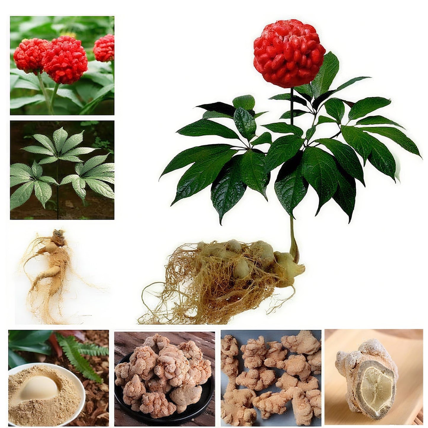 DABC OAK LAND Panax Notoginseng Tablet, 1 Count