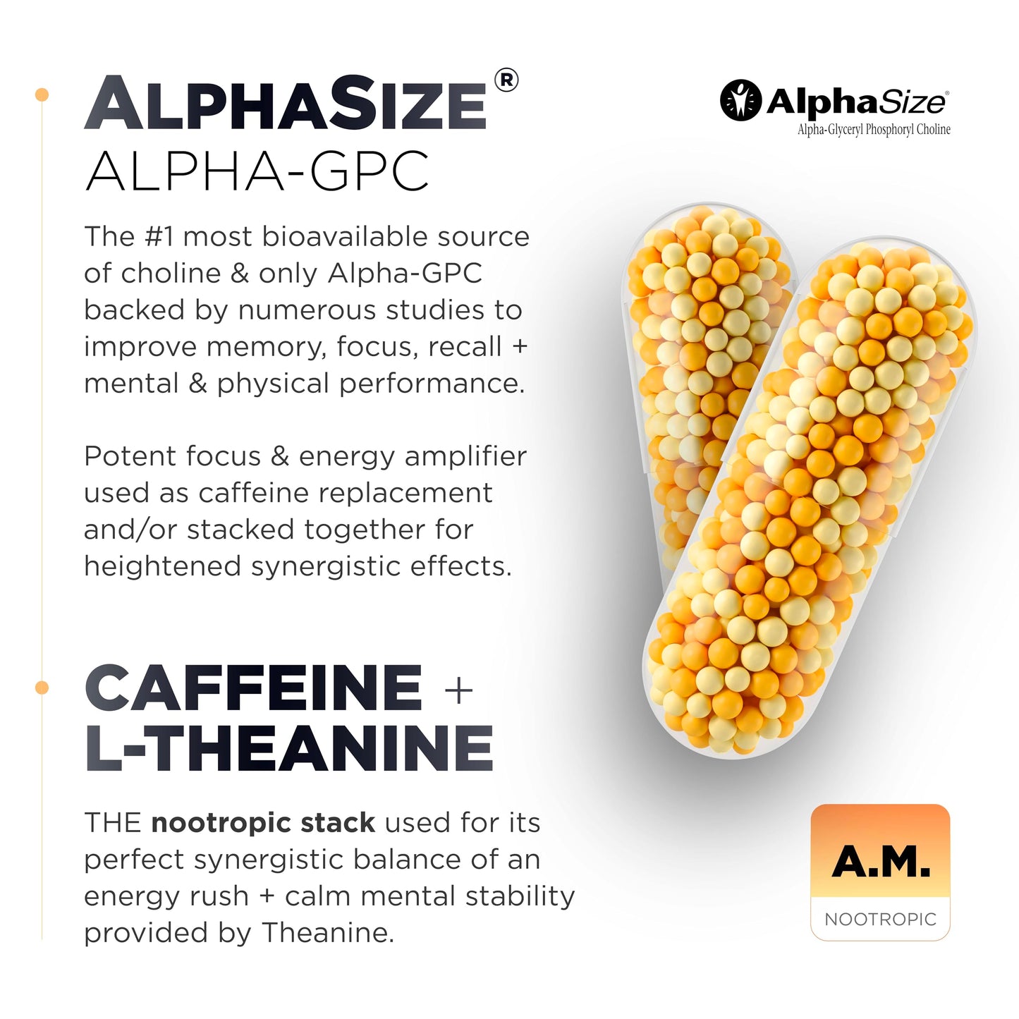 TERRA ELMNT AMPM Nootropic Total Focus + Calm 9X Strength with Caffeine, L-Theanine, Alpha GPC, L-Tyrosine, Ashwagandha Time Release Microbeadlet Capsule, 120
