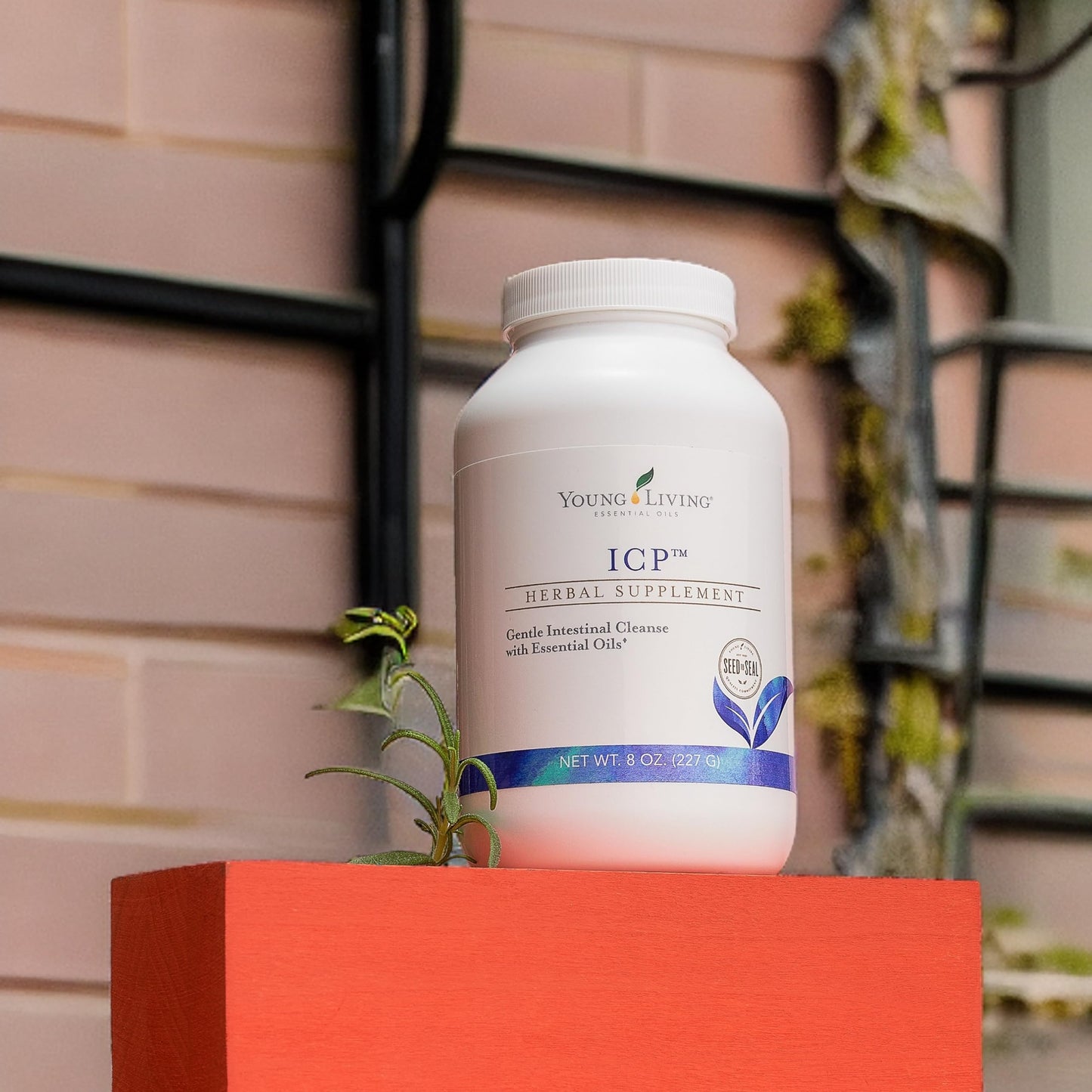 Young Living ICP Powder 8 oz